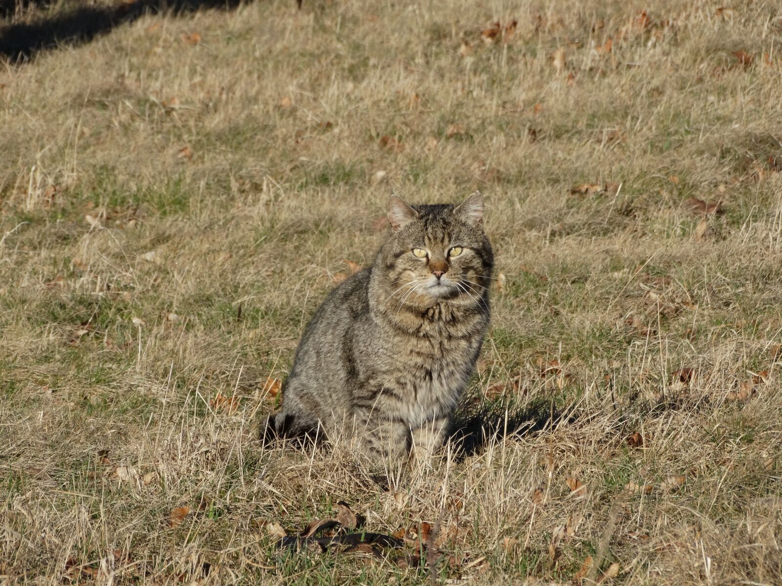 Sony Cyber-shot DSC-HX300 sample photo. Cat, pet, domestic cat photography