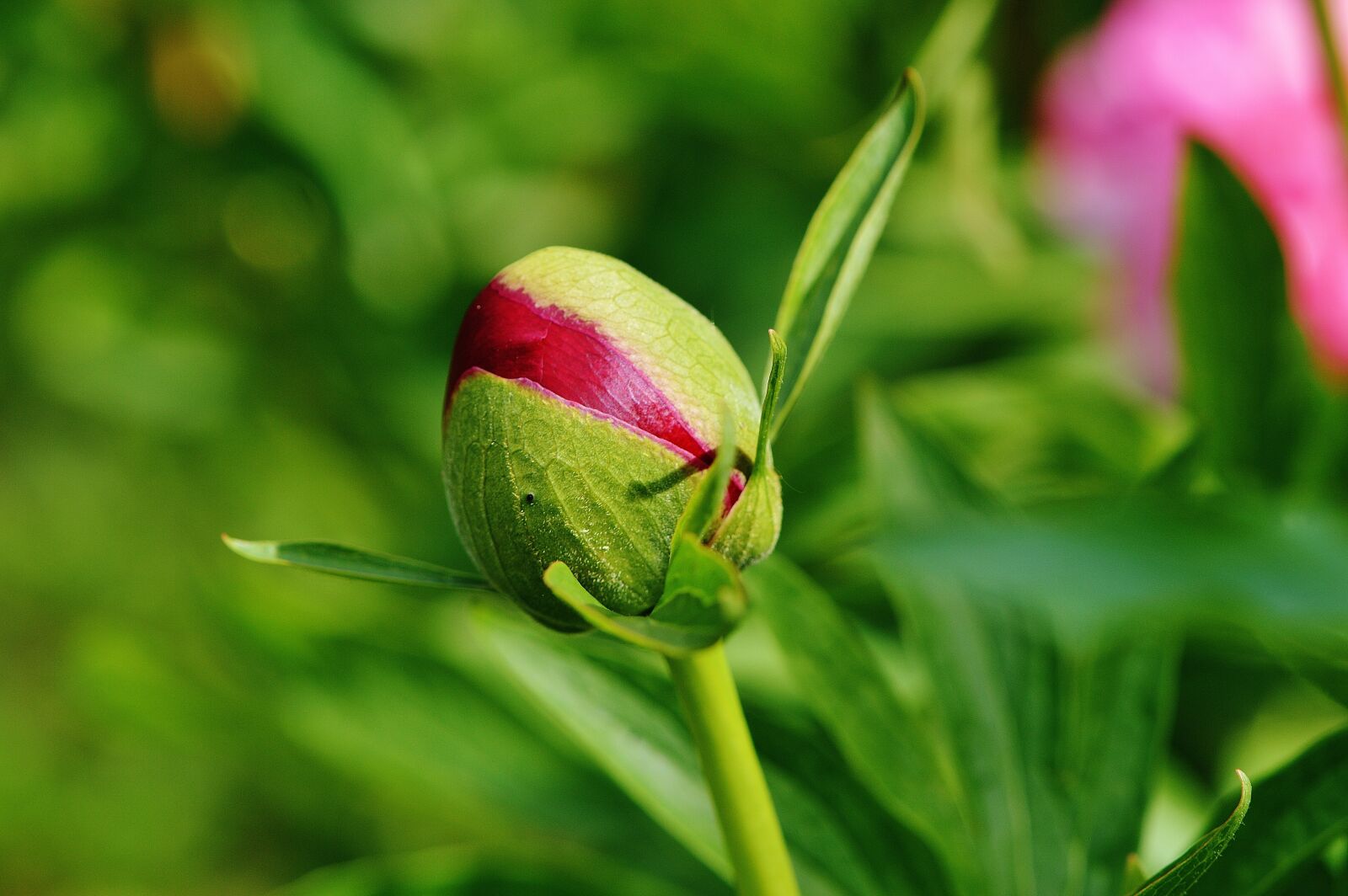 Nikon D3200 sample photo. Peony, bud, flower photography