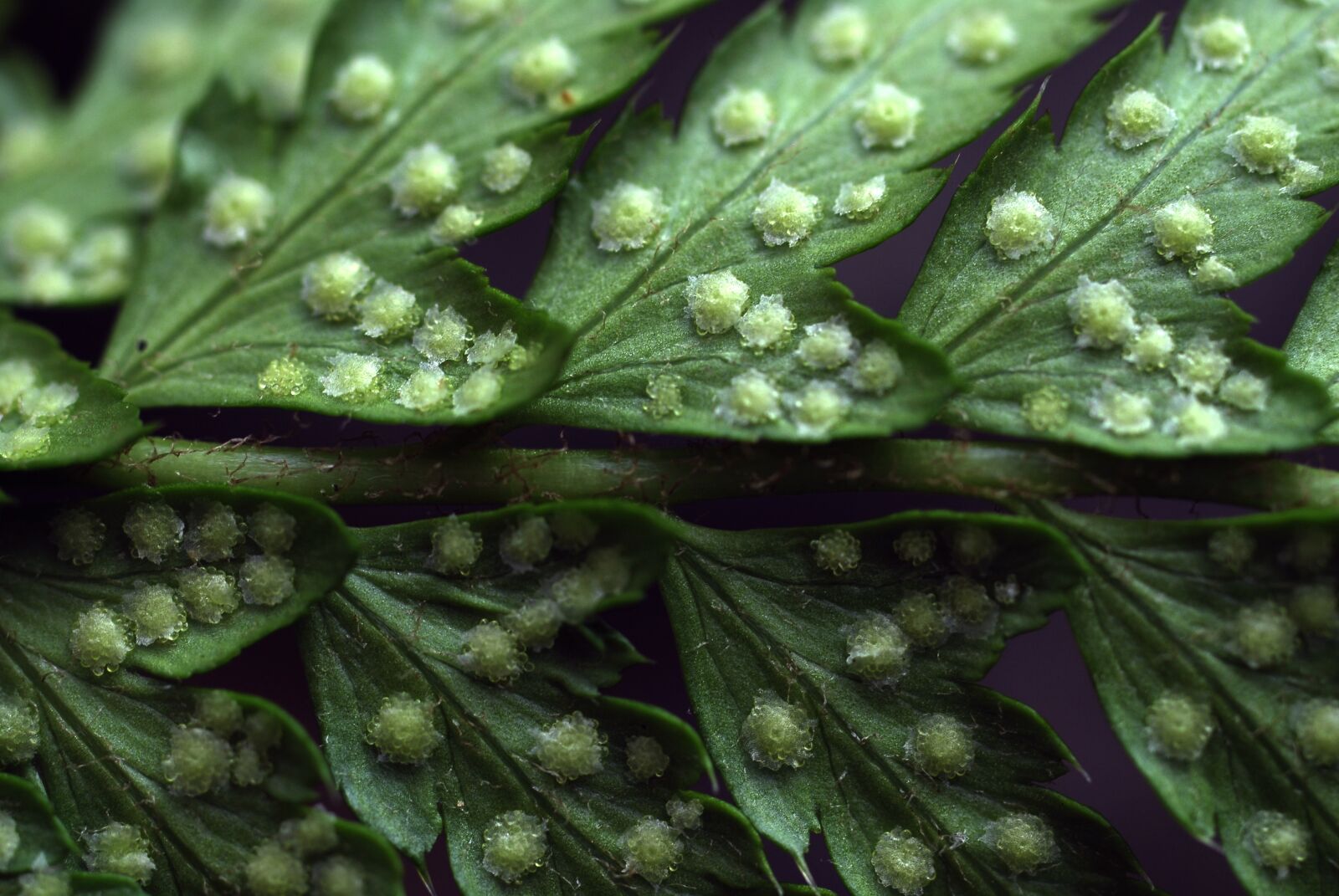 Nikon D200 sample photo. Plant, fern, macro photography