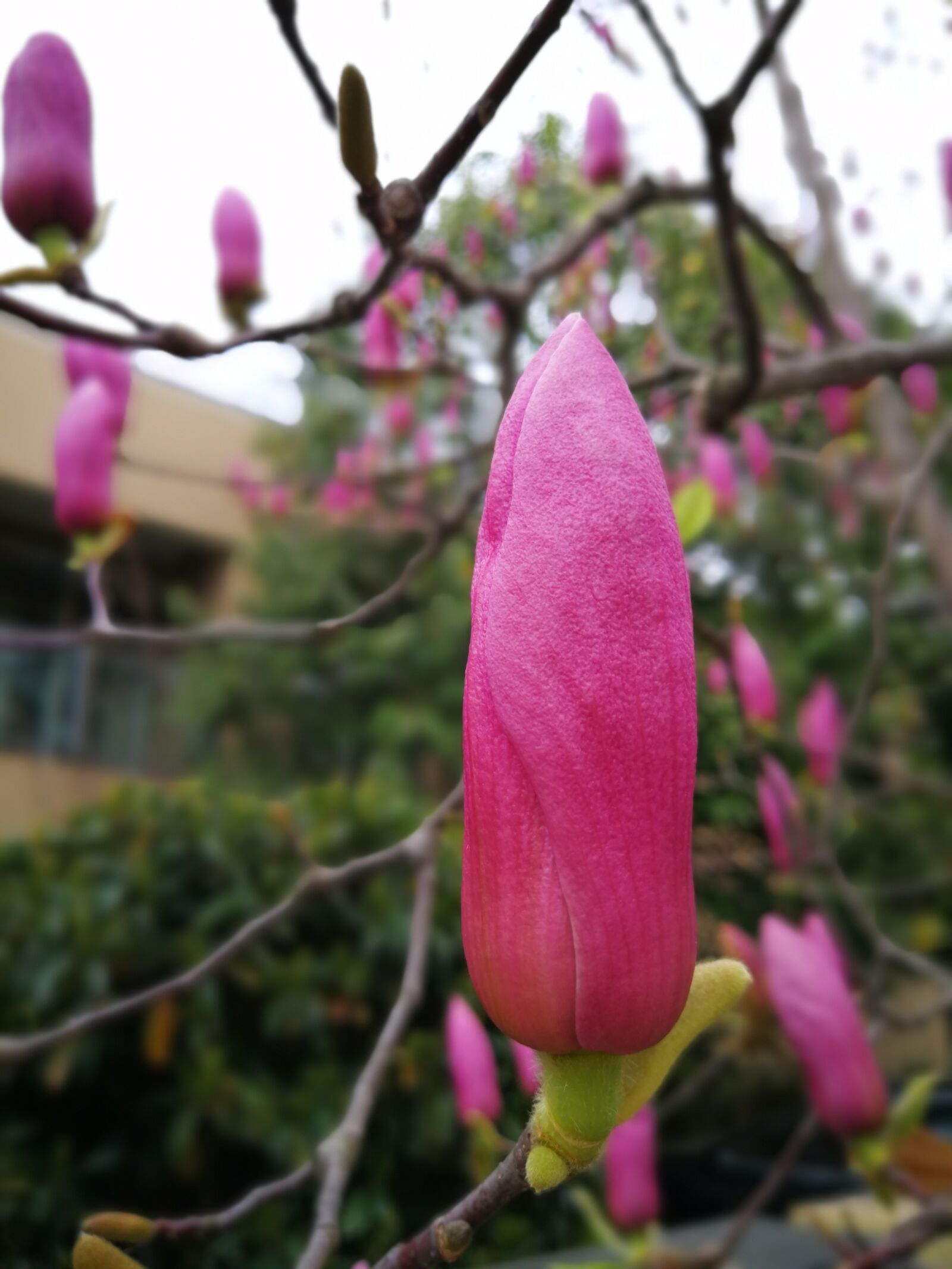 HUAWEI P10 Plus sample photo. Flower, nature, plant photography