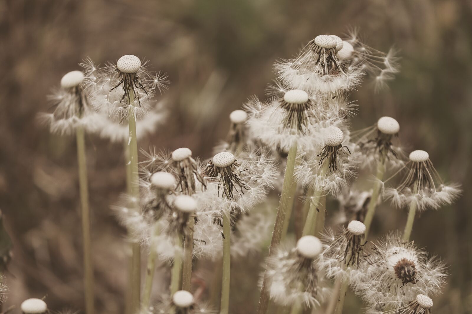 Canon EOS 200D (EOS Rebel SL2 / EOS Kiss X9) sample photo. Dandelions, close up, dandelion photography
