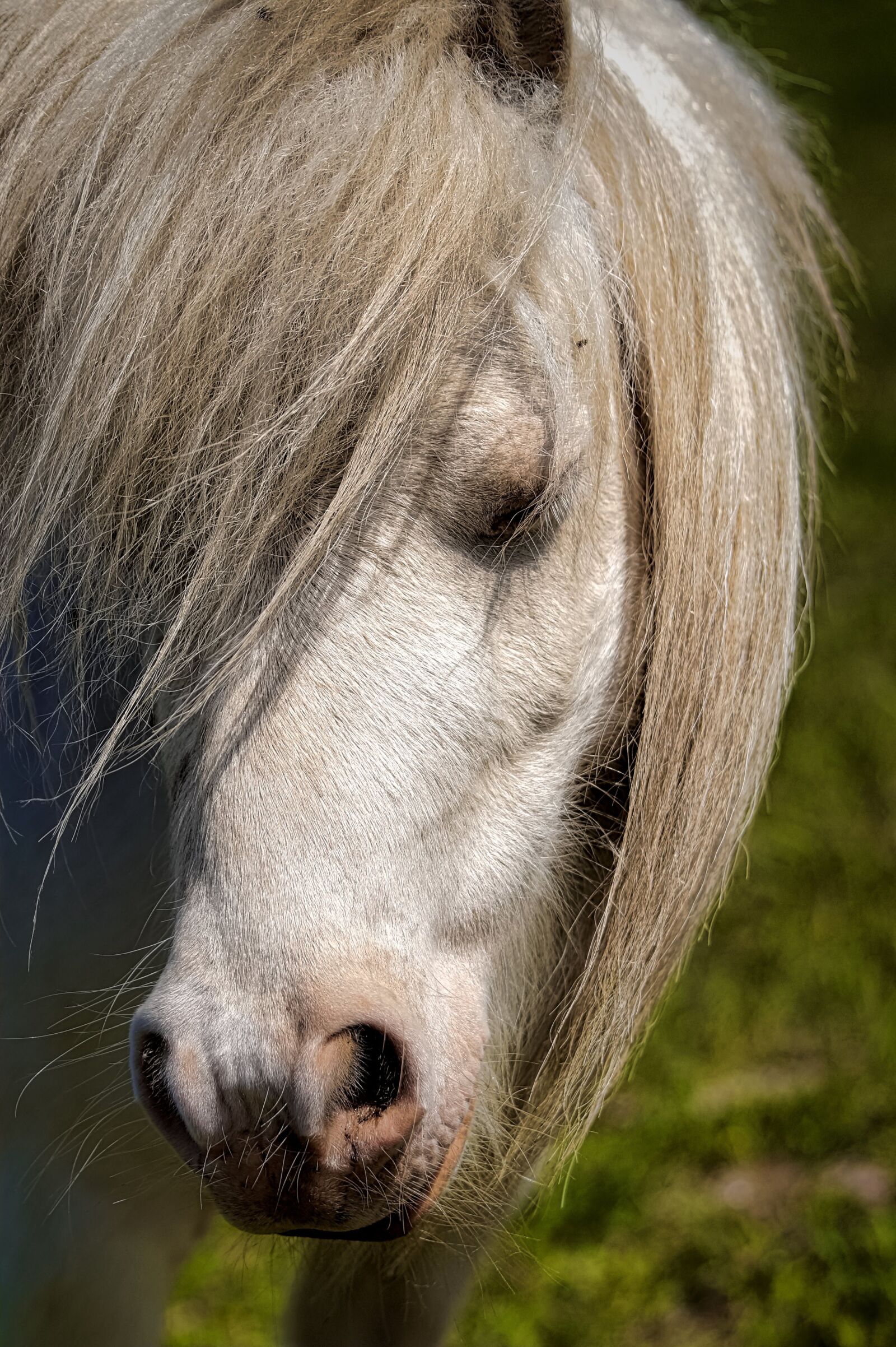 Sony SLT-A58 sample photo. Horse, horses, nature photography