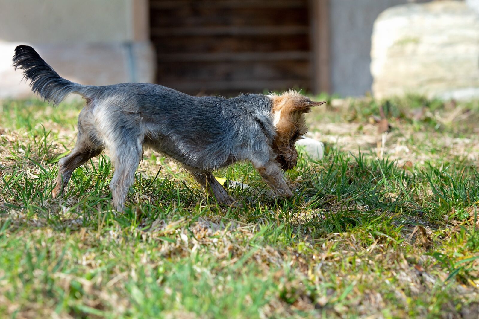 Nikon D7100 sample photo. Dog, out, play photography
