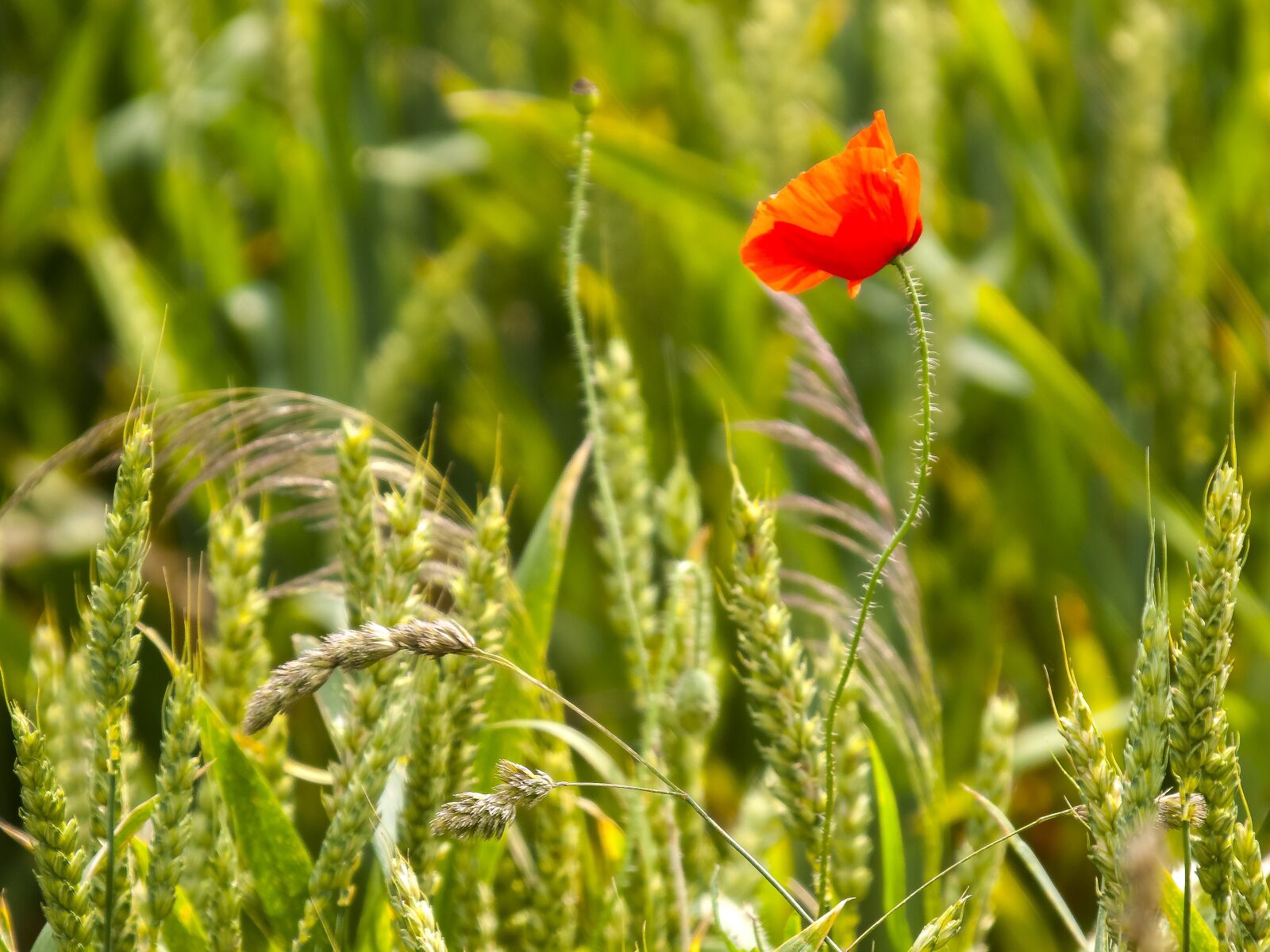 Olympus E-3 sample photo. Poppy, flower, nature photography