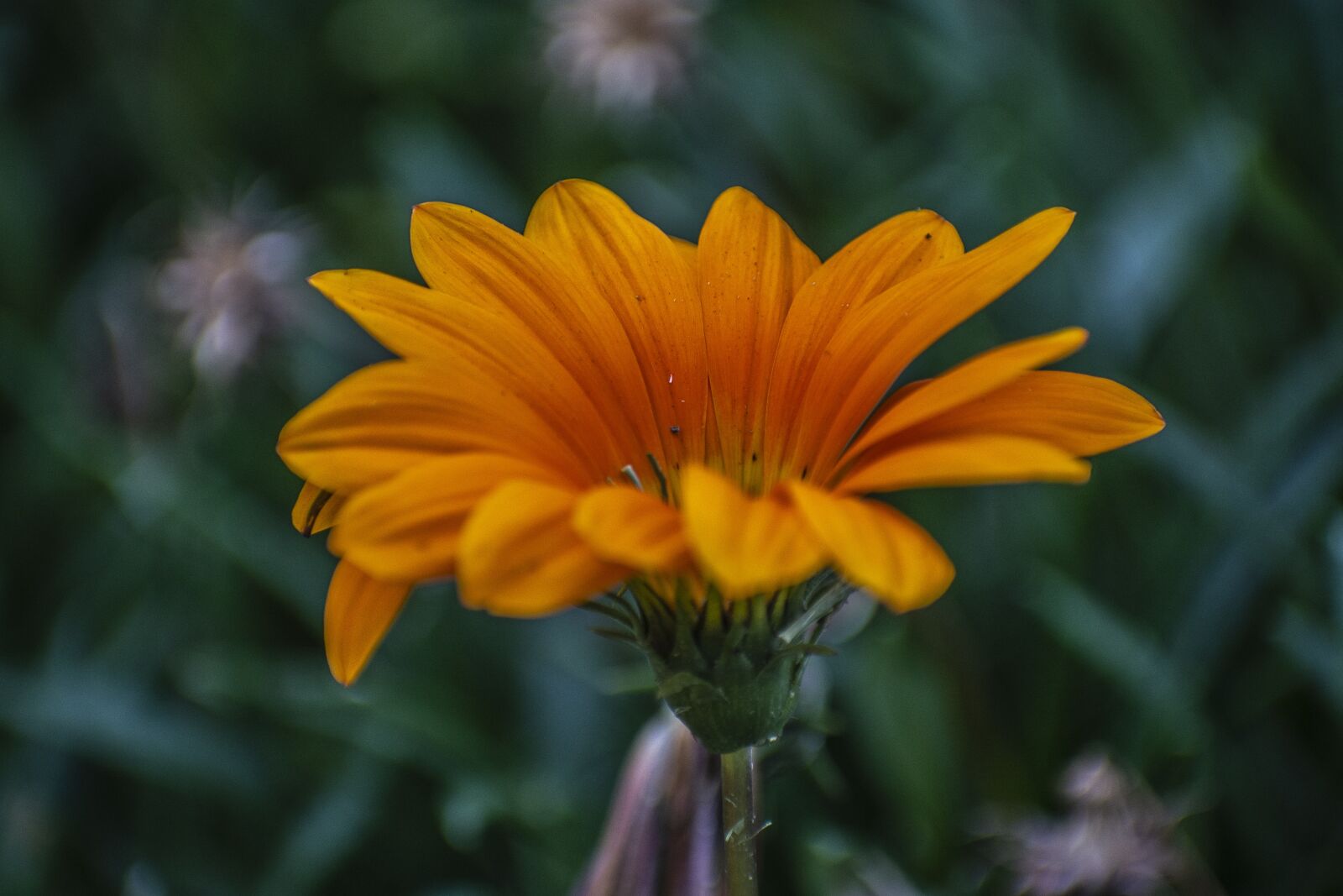 Nikon D600 sample photo. Flower, nature, spring photography
