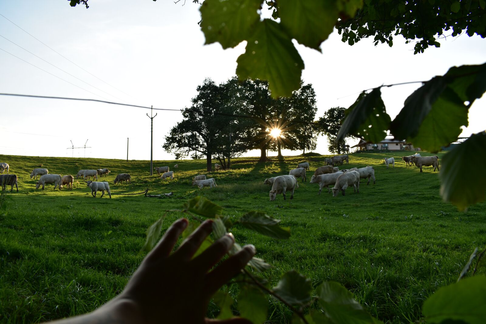 Nikon D3400 sample photo. Nature, cow, cattle photography
