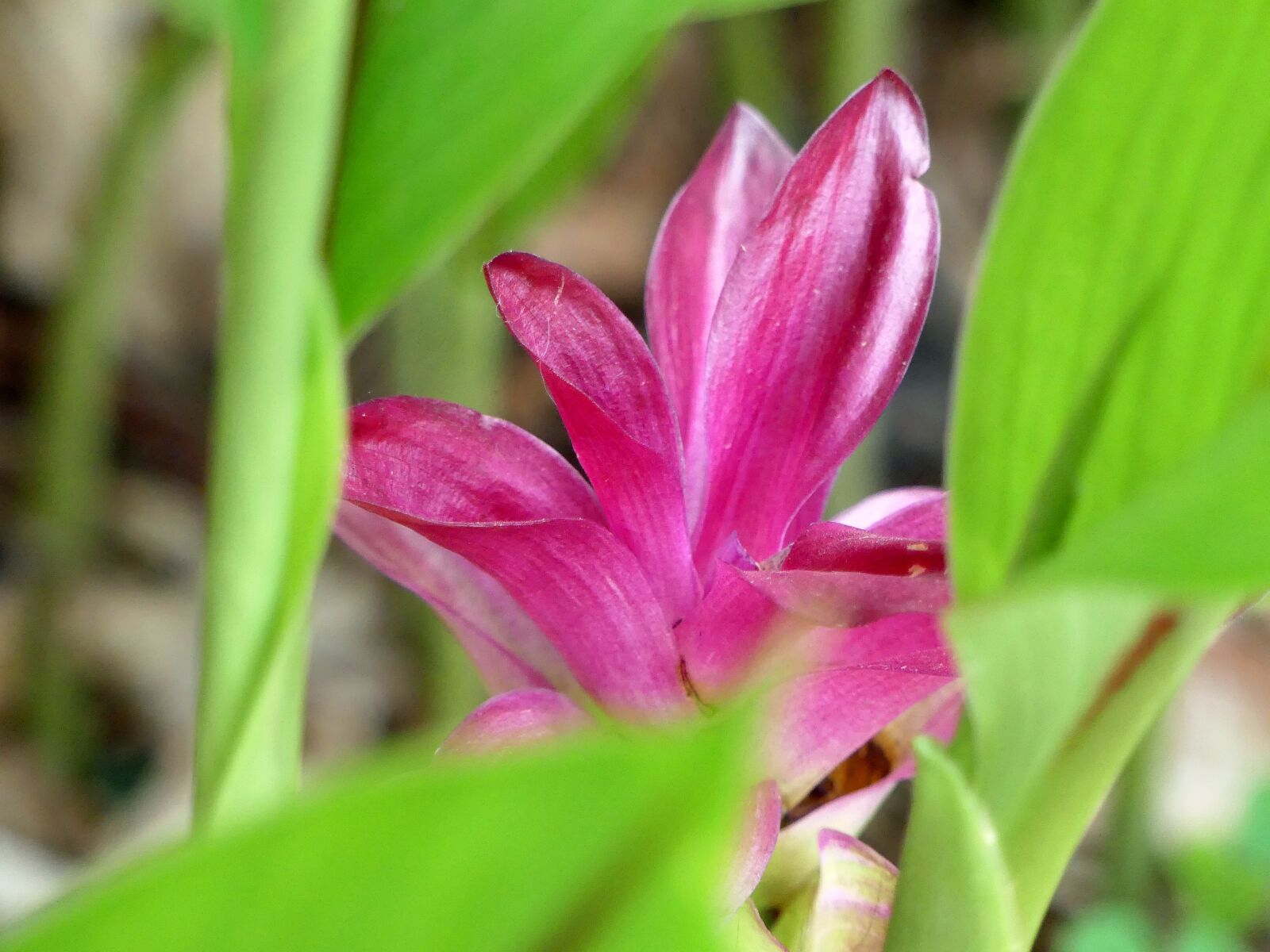 Panasonic Lumix DMC-FZ300 sample photo. Flower, colorful, wild flower photography