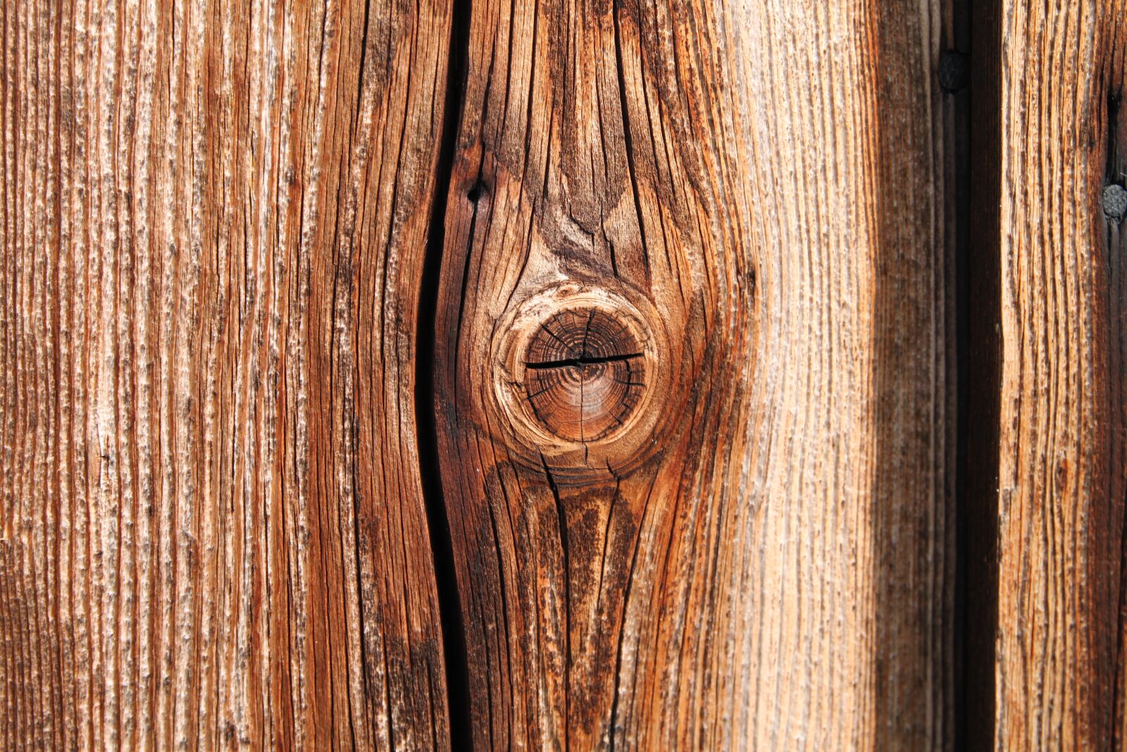 Canon EOS 500D (EOS Rebel T1i / EOS Kiss X3) sample photo. Wood, knothole, tree photography