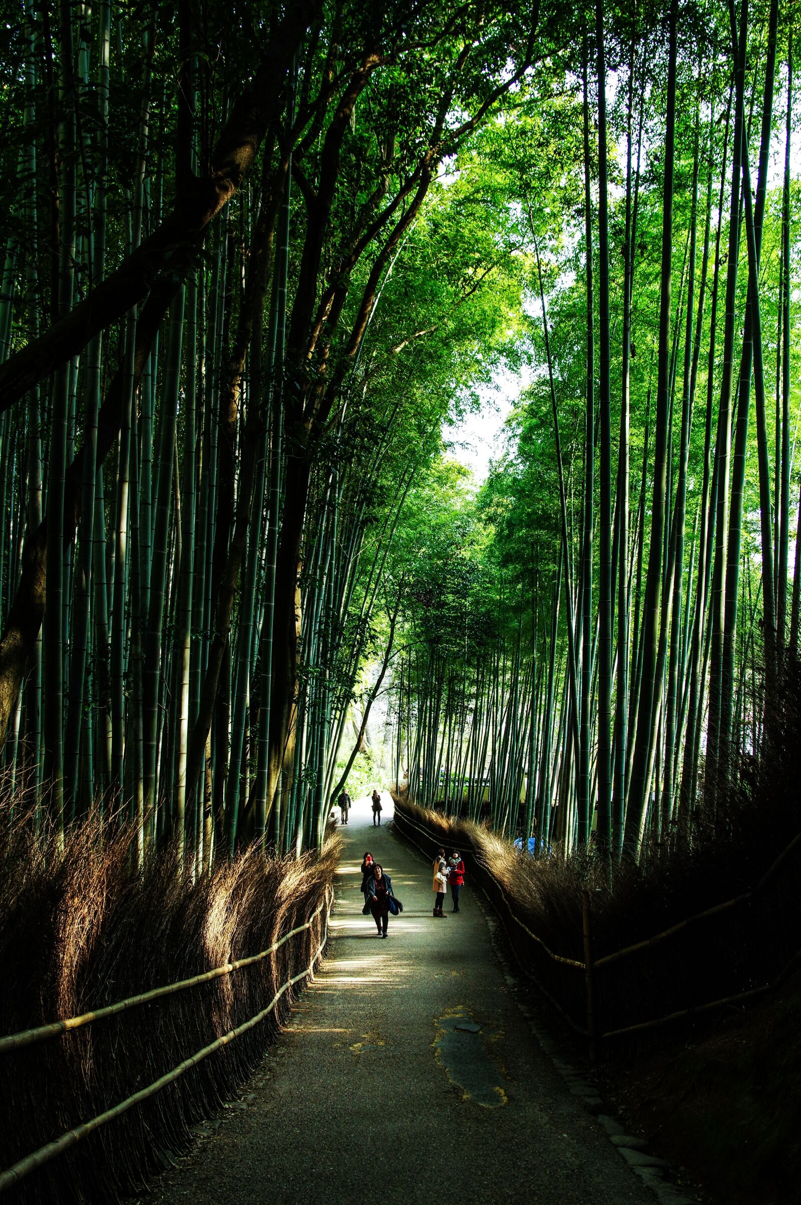 Pentax K-3 sample photo. Kyoto, japan, natural photography
