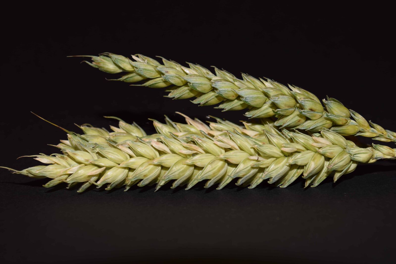 Nikon D3300 sample photo. Food, straw, cereal, seed photography