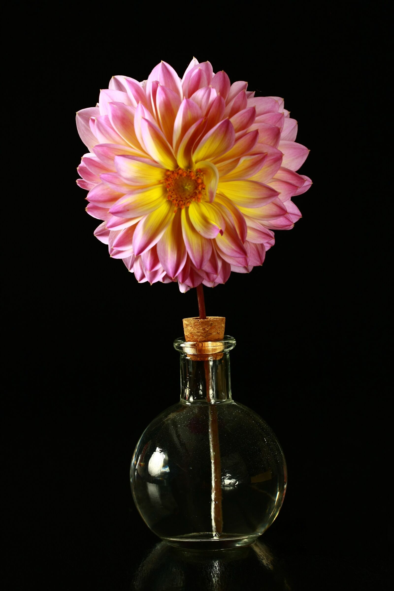 Canon EOS 40D sample photo. Single dahlia in a photography