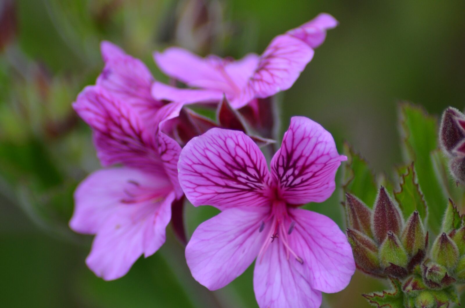Nikon D5100 sample photo. Flower, blossom, bloom photography
