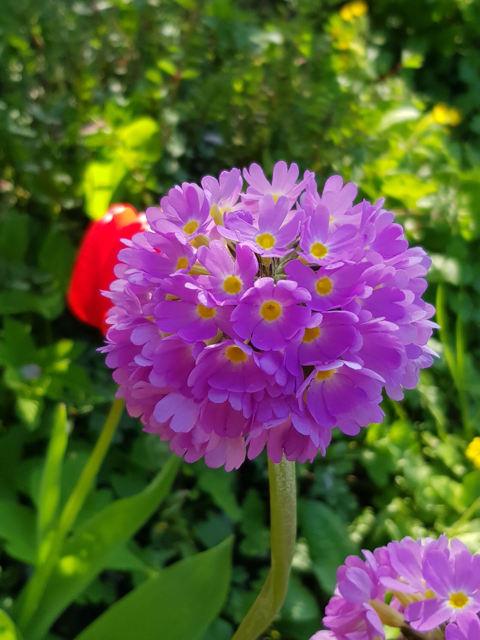 Samsung Galaxy S8 sample photo. Spring, lilac, green photography