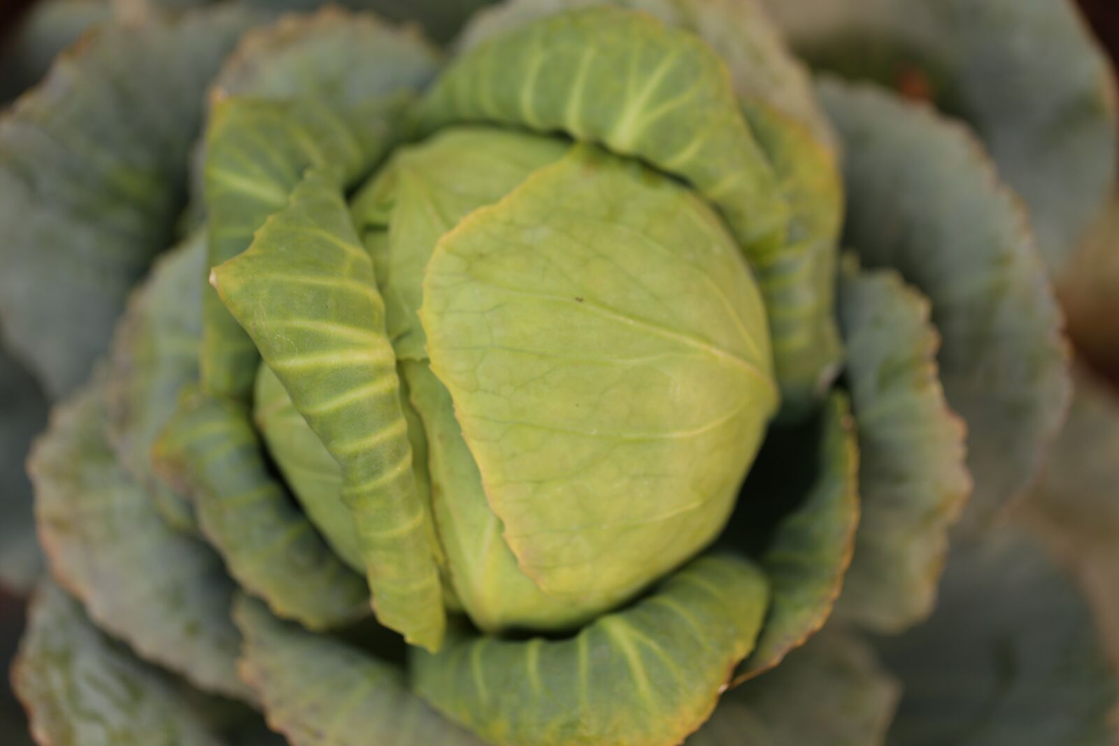 Canon EF 100mm F2.8L Macro IS USM sample photo. Nature, food, flora photography