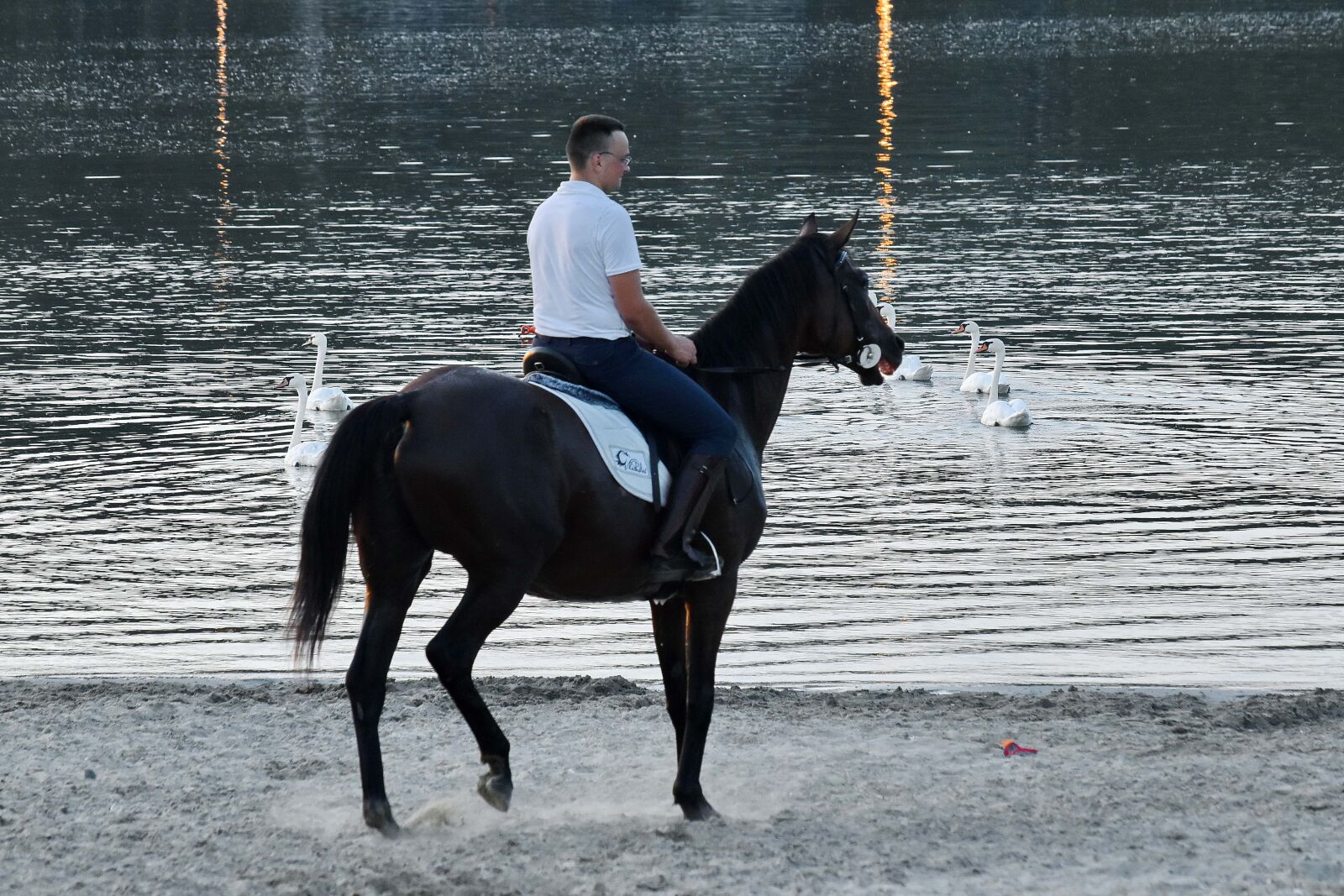Nikon D5500 sample photo. Beach, horse, lake, swan photography