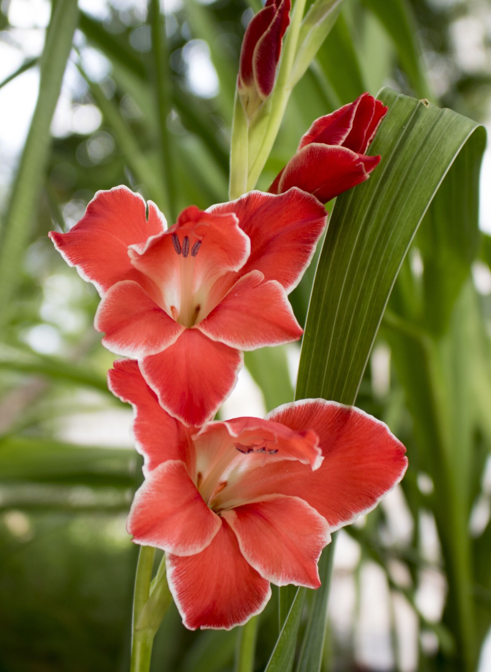 Canon EOS 750D (EOS Rebel T6i / EOS Kiss X8i) sample photo. Gladiolus, sword flower, red photography