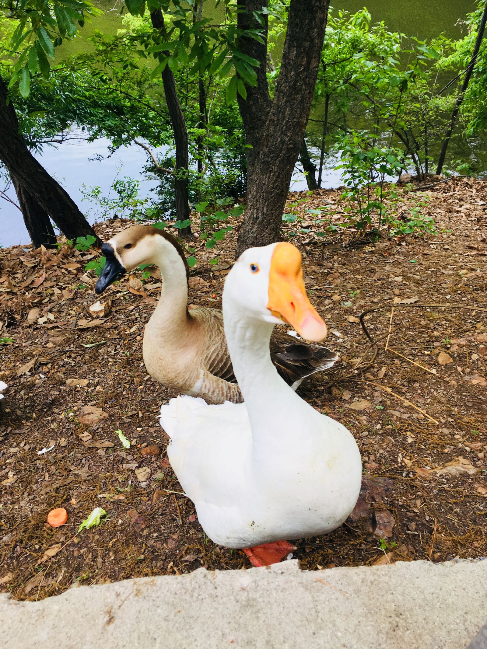 Apple iPhone 6s sample photo. Zoo, bird photography