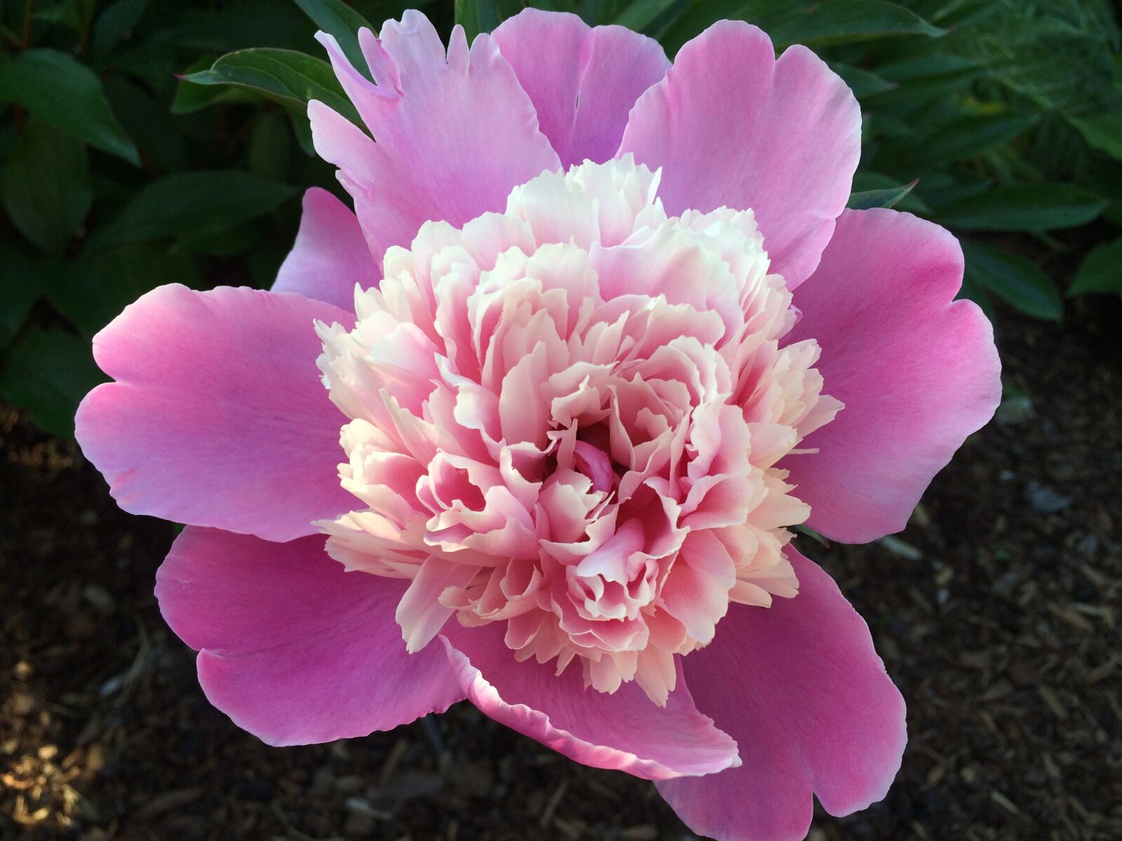 Apple iPhone 5s sample photo. Peony, flower, blossom photography