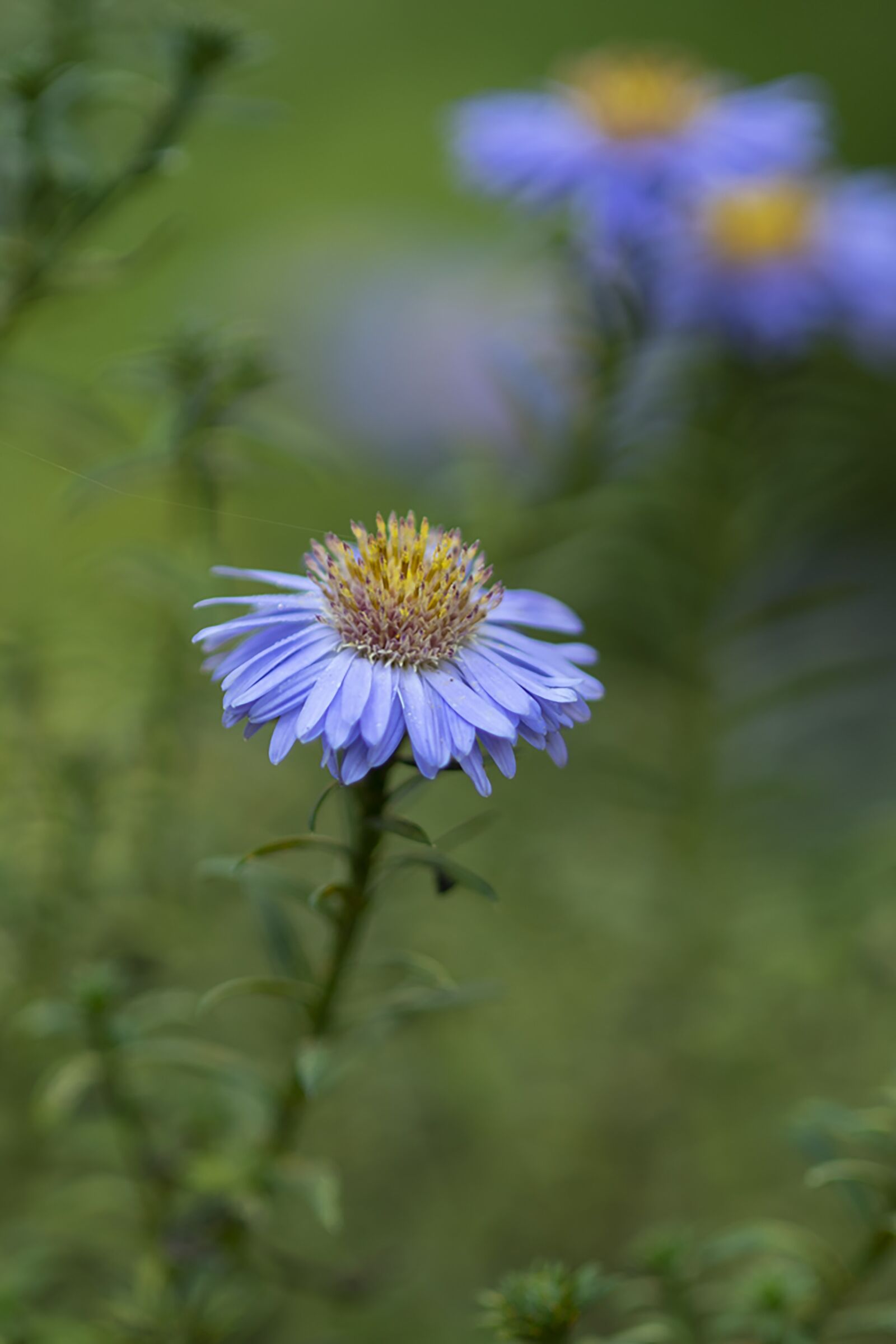 Nikon D7500 sample photo. Aster, flower, plant photography