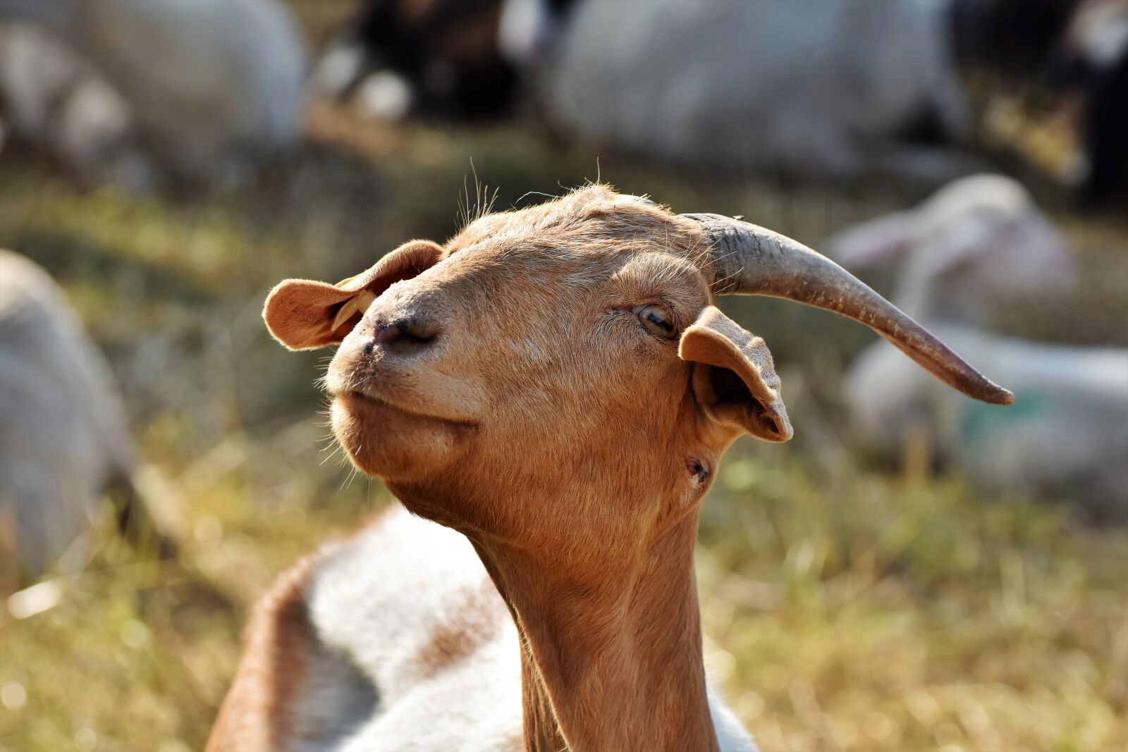 Nikon D7200 sample photo. Goat, billy goat, goat photography