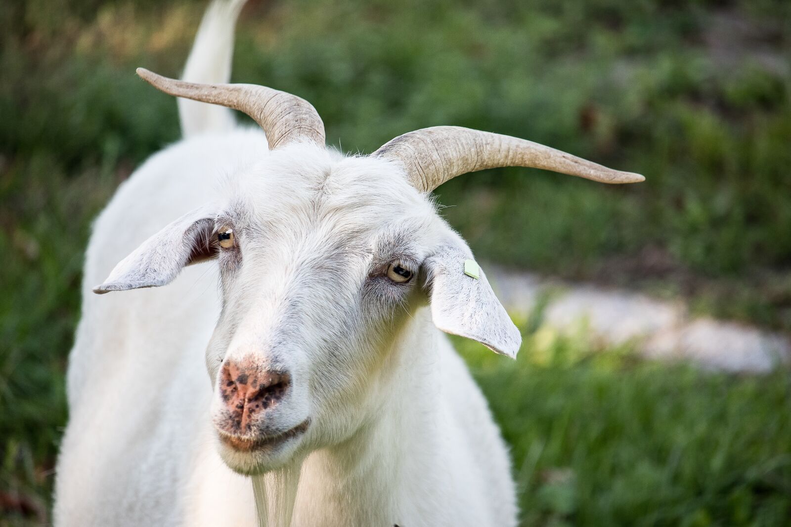 Canon EF-S 55-250mm F4-5.6 IS STM sample photo. Goat, mammal, animal photography