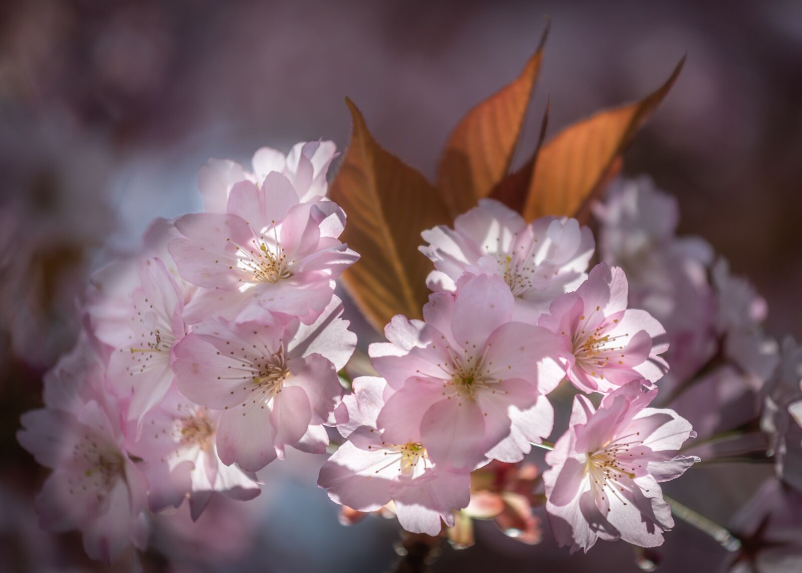 Nikon D810 sample photo. Blossom, pink, flowers photography
