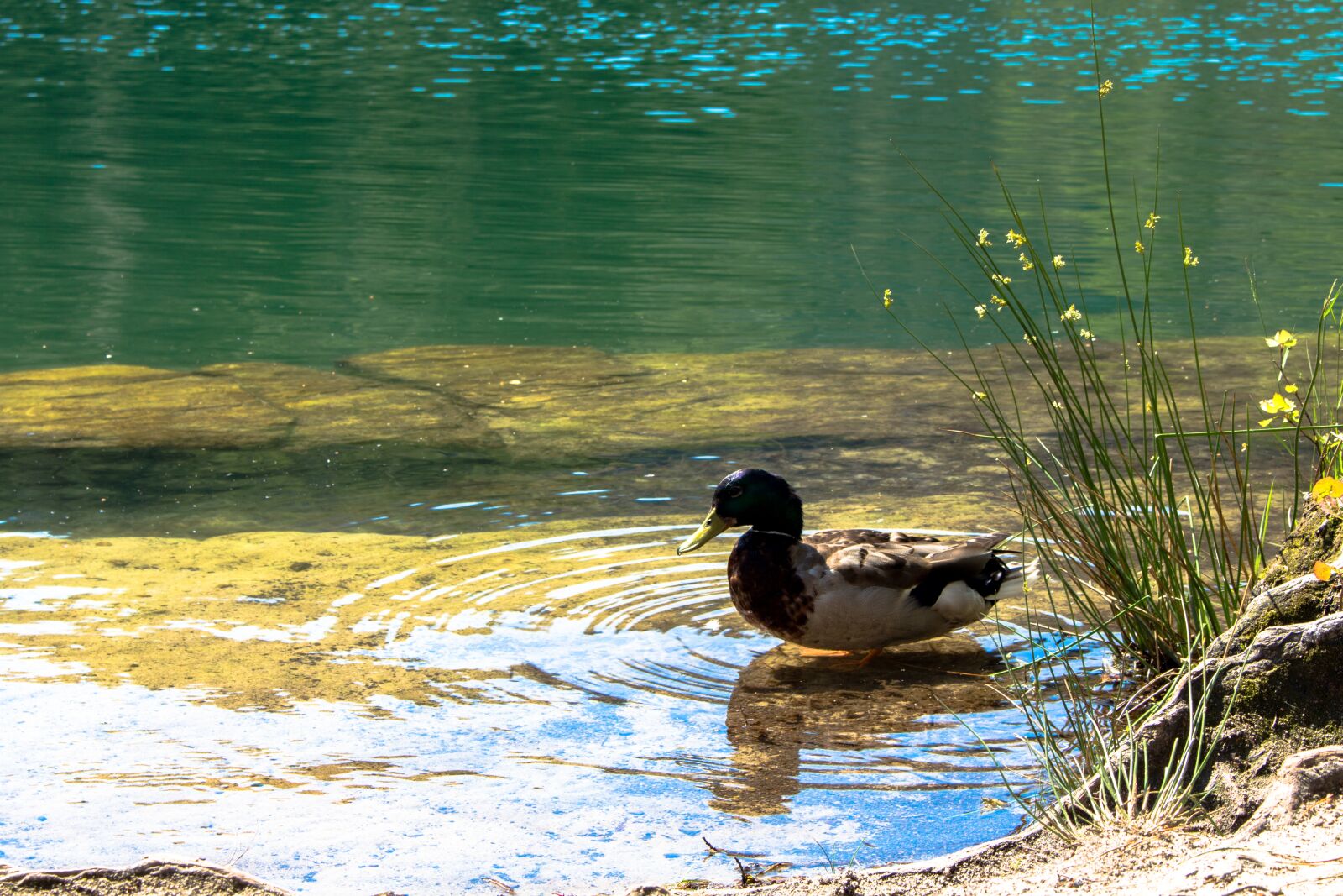 Canon EOS 700D (EOS Rebel T5i / EOS Kiss X7i) sample photo. The wild duck, water photography