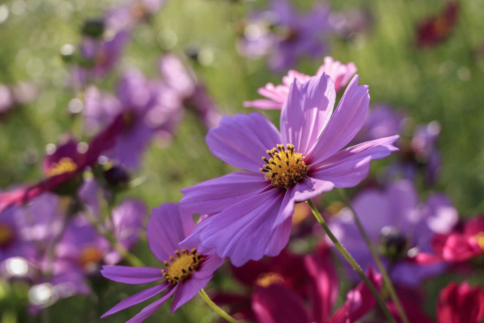 Canon EF-S 18-135mm F3.5-5.6 IS USM sample photo. Cosmos, new flowers, flowering photography