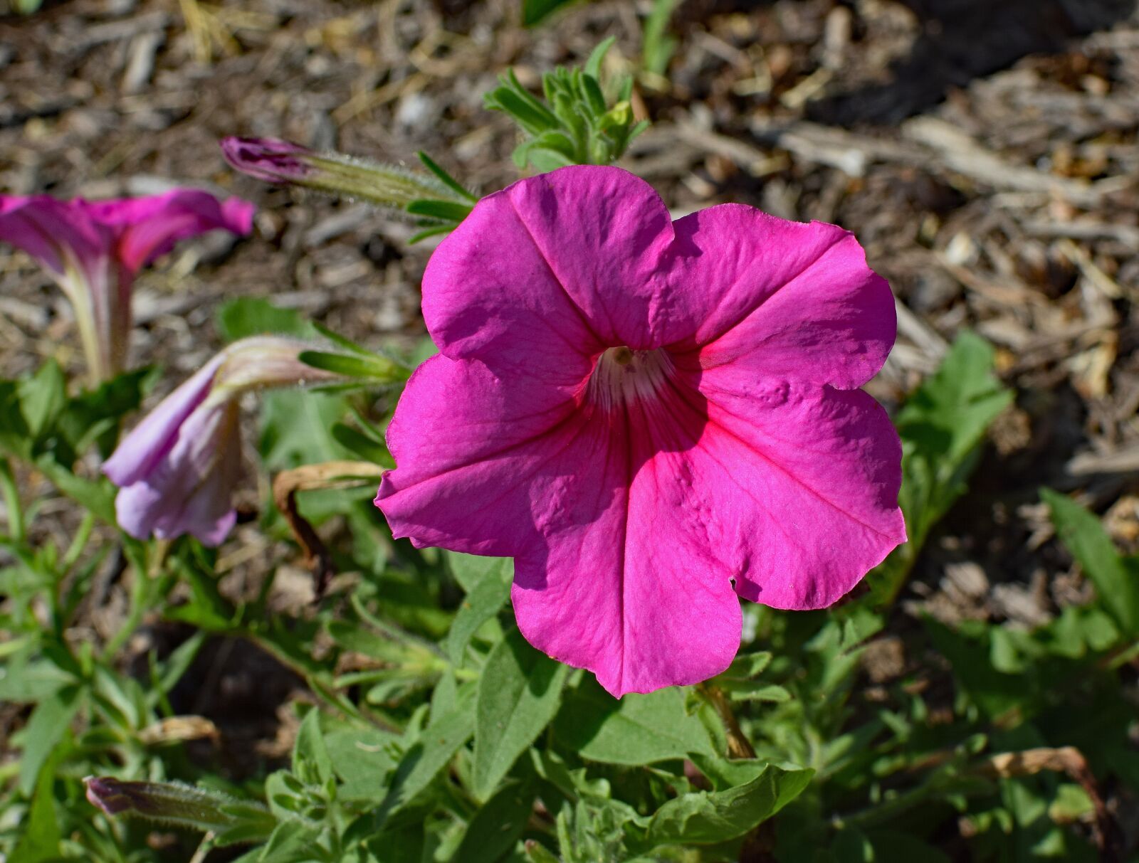 Nikon D3300 sample photo. Pink petunia, flower, blossom photography