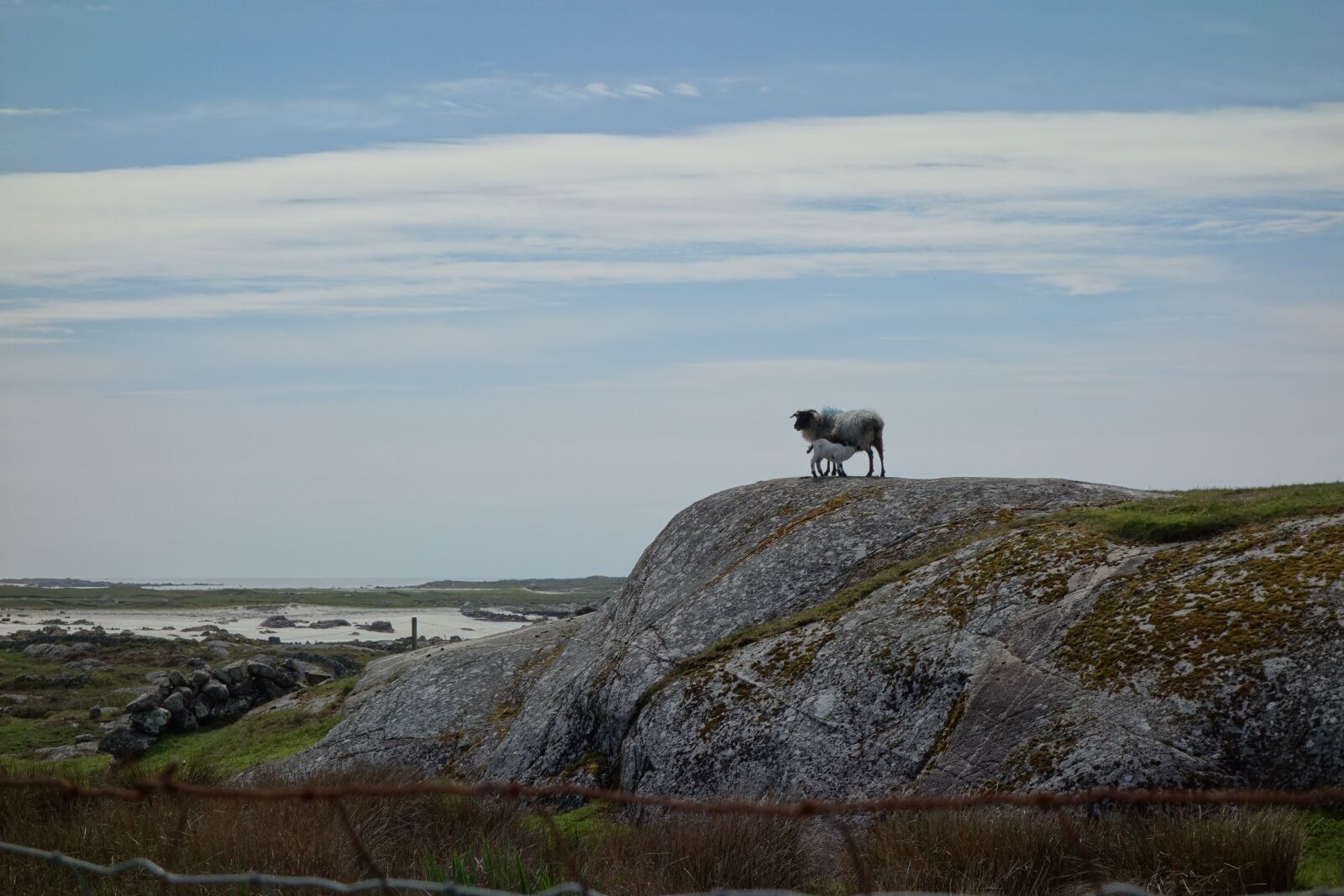 Sony Cyber-shot DSC-RX100 sample photo. Sheep, ireland, galway photography