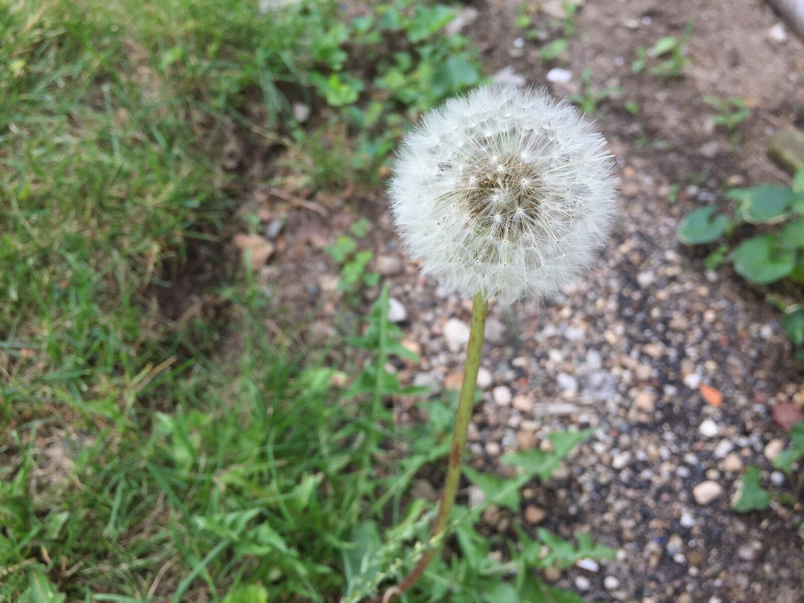 iPhone 6 back camera 4.15mm f/2.2 sample photo. Dandelion photography