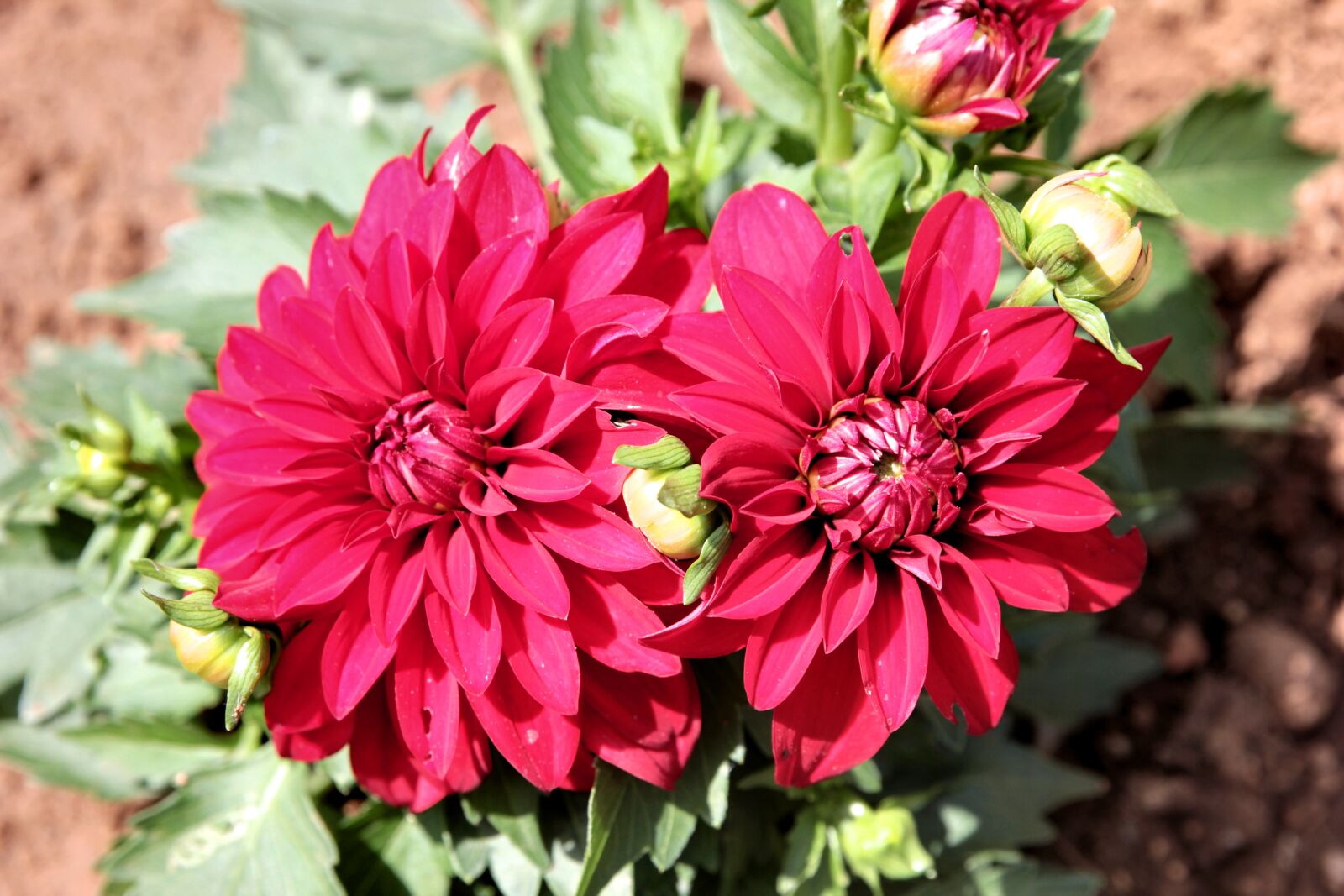 Canon EF 24-70mm F2.8L II USM sample photo. Dahlia, red, flower photography