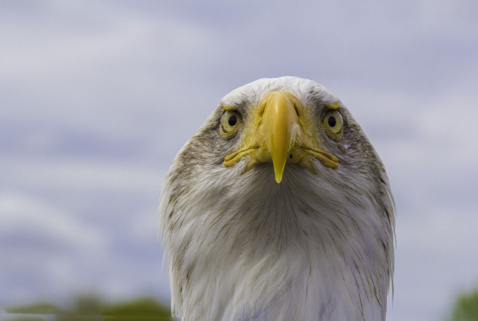Canon EOS 60D sample photo. Bald eagle, bird, nature photography