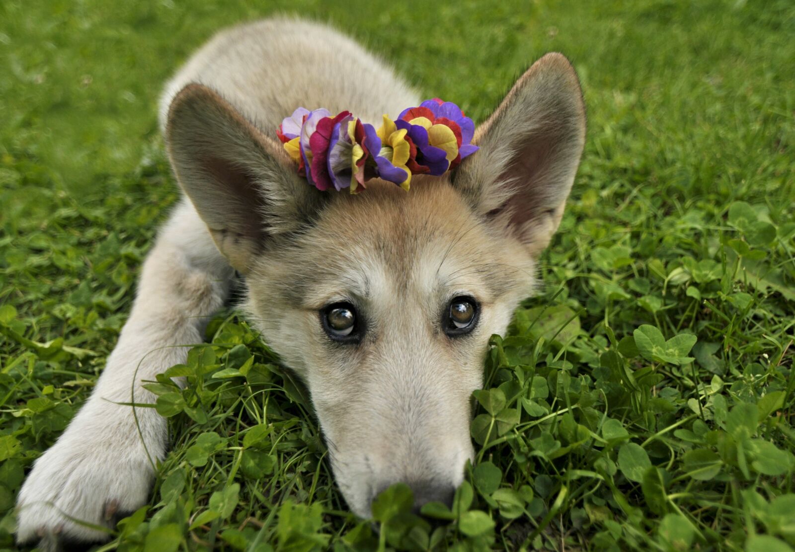 Nikon D90 sample photo. Puppy, dog, wolf photography