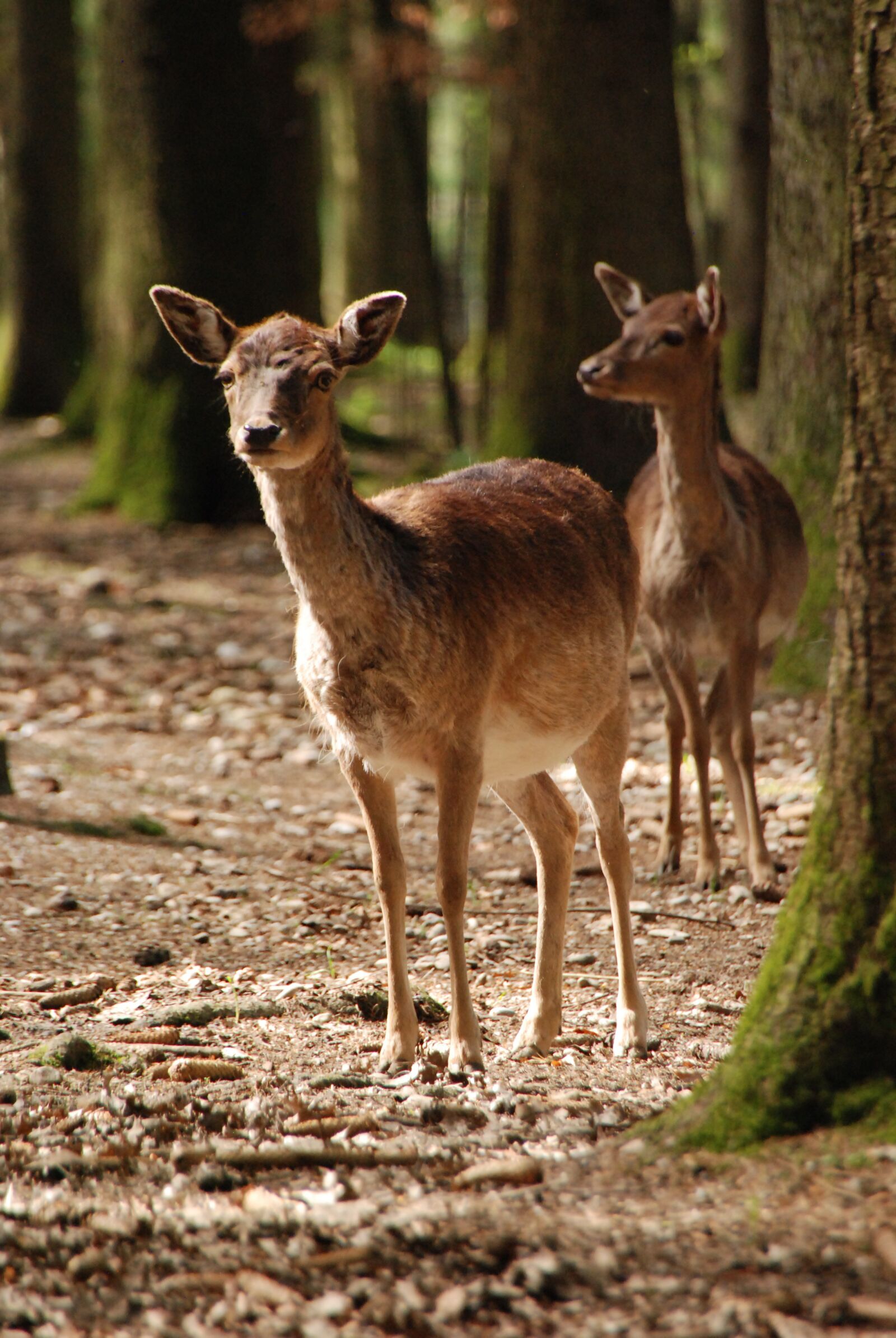 Nikon D80 sample photo. Animal, zoo, nature photography