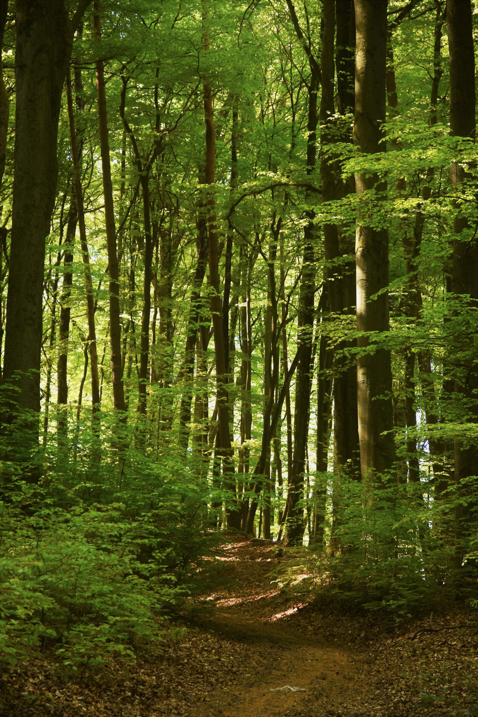Nikon D3400 sample photo. Forest, green, magic photography
