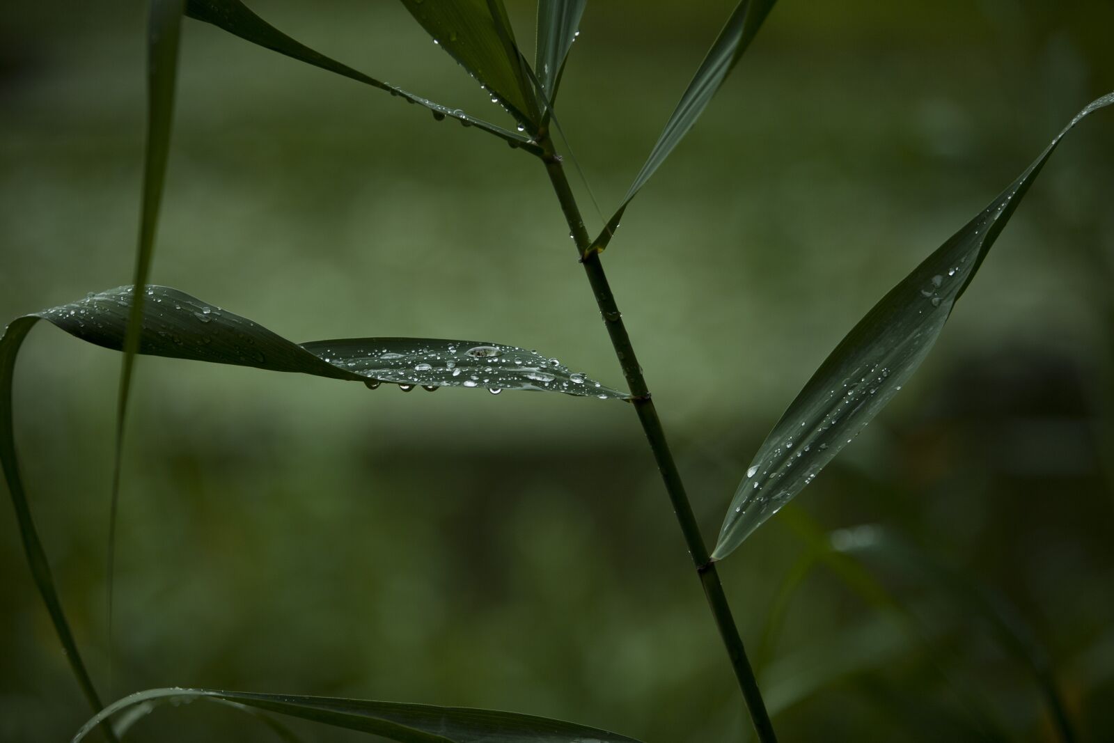 Canon EOS 5D sample photo. Nature, plants, leaf photography