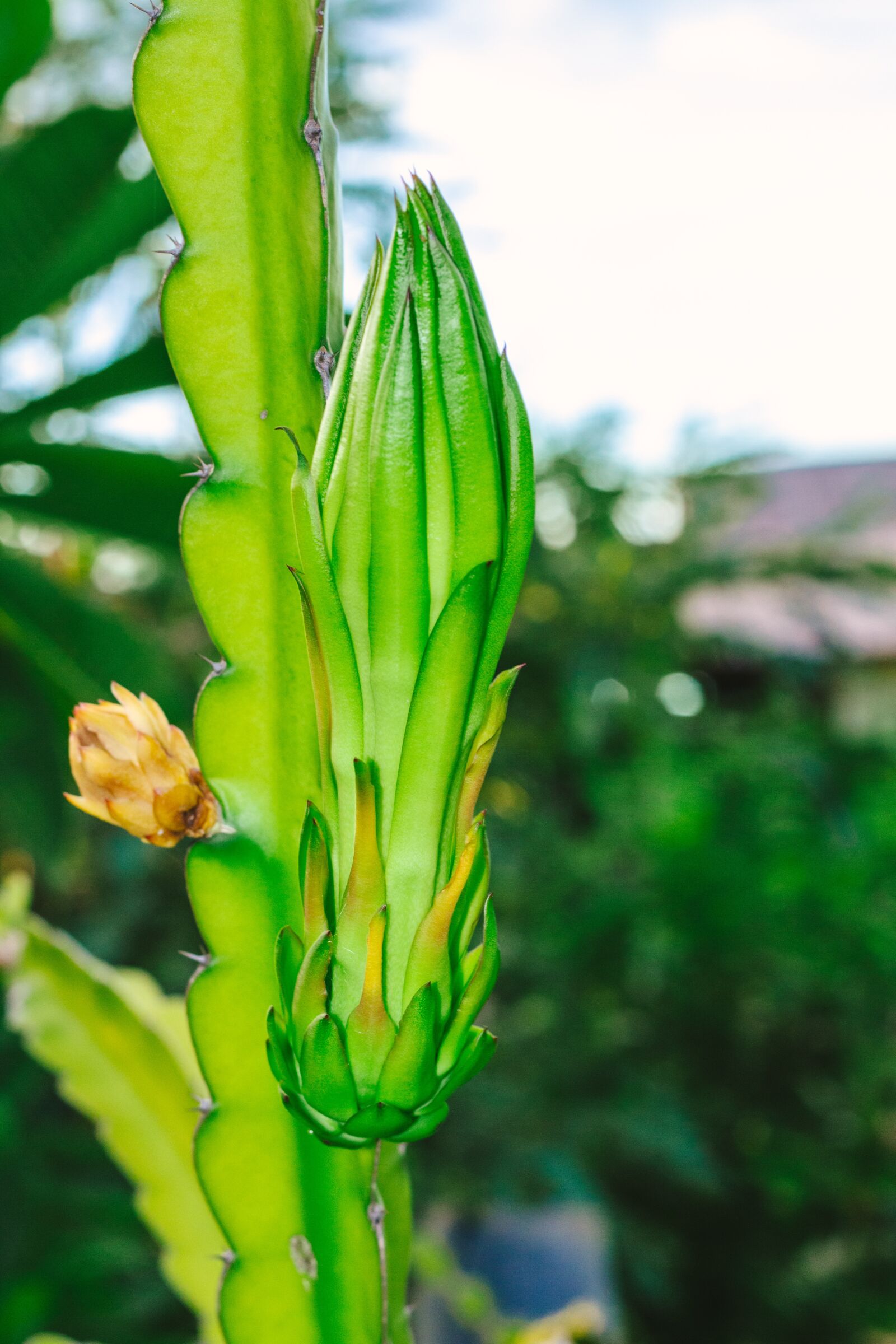 Canon EOS 700D (EOS Rebel T5i / EOS Kiss X7i) + Canon EF 50mm F1.8 STM sample photo. Thorns, dragon fruit, fruit photography