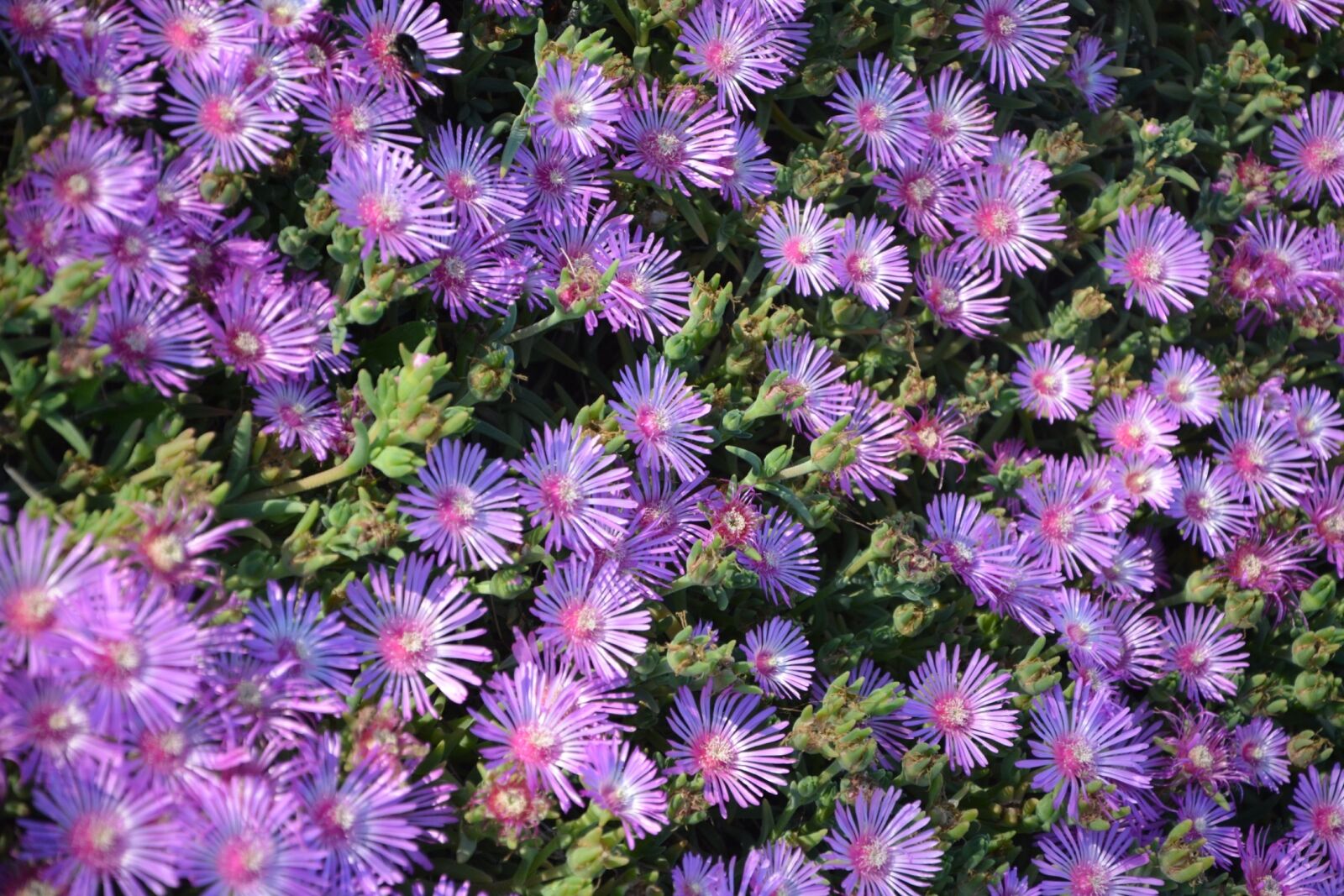 Nikon D5200 sample photo. Flowers, carpet, garden photography
