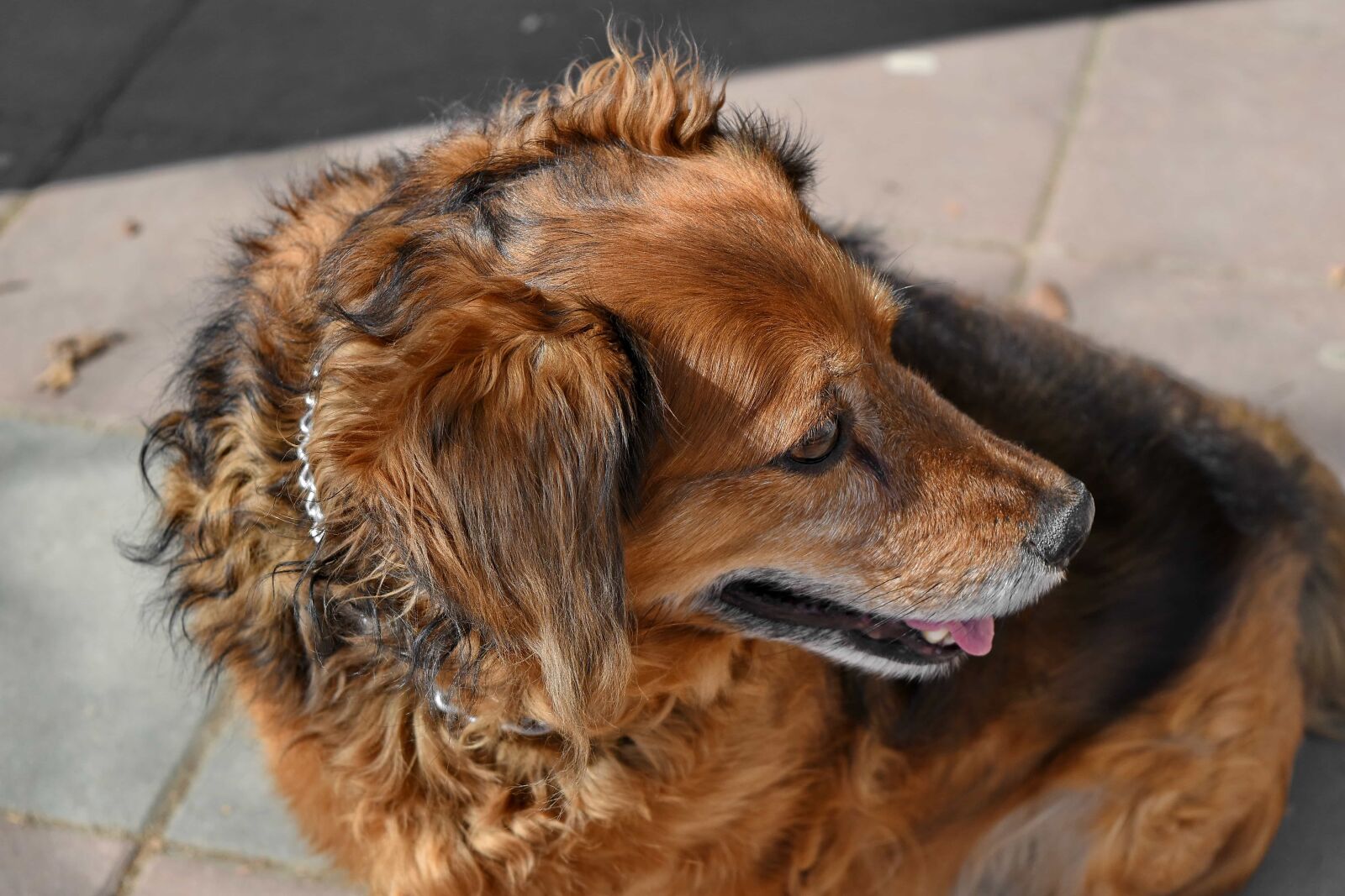 Nikon D5500 sample photo. Dog, eyelashes, eyes, head photography