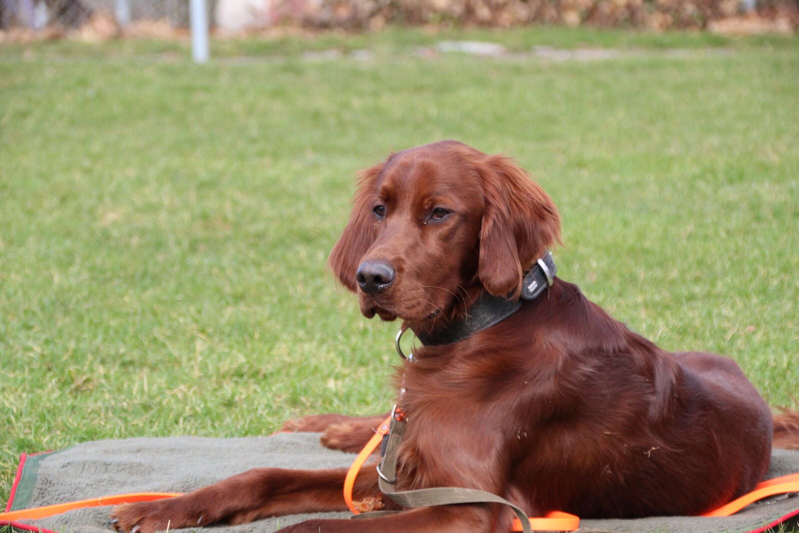 Canon EOS 1300D (EOS Rebel T6 / EOS Kiss X80) sample photo. Grass, animal, dog photography