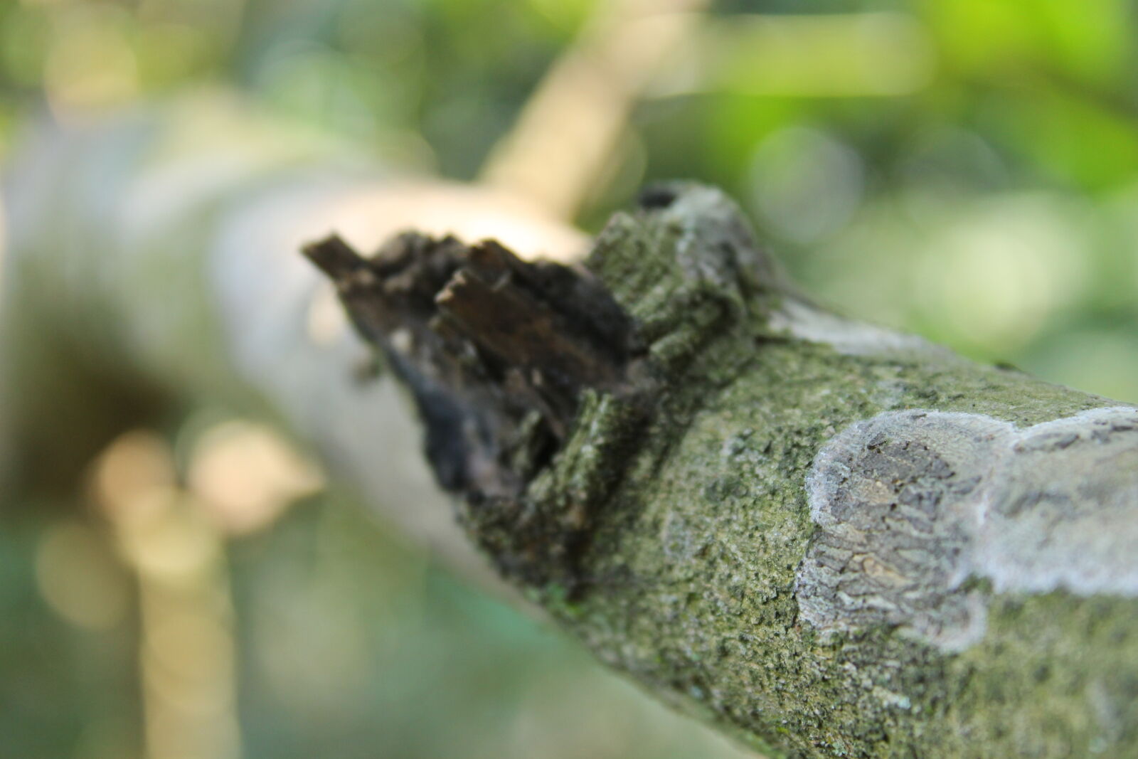 Canon EOS 1100D (EOS Rebel T3 / EOS Kiss X50) sample photo. Macro photography