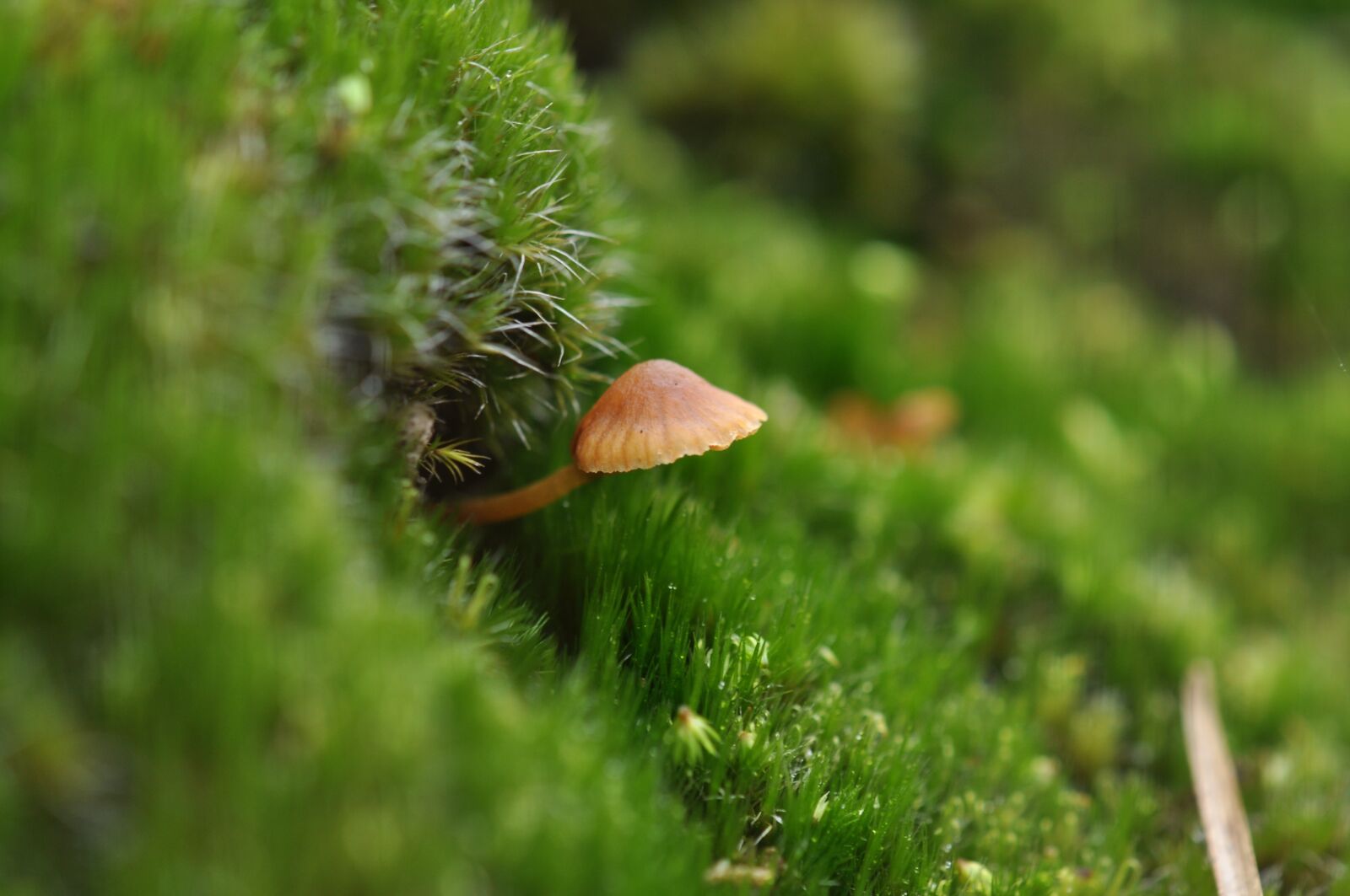 Nikon D5000 sample photo. Nature, forest, green photography