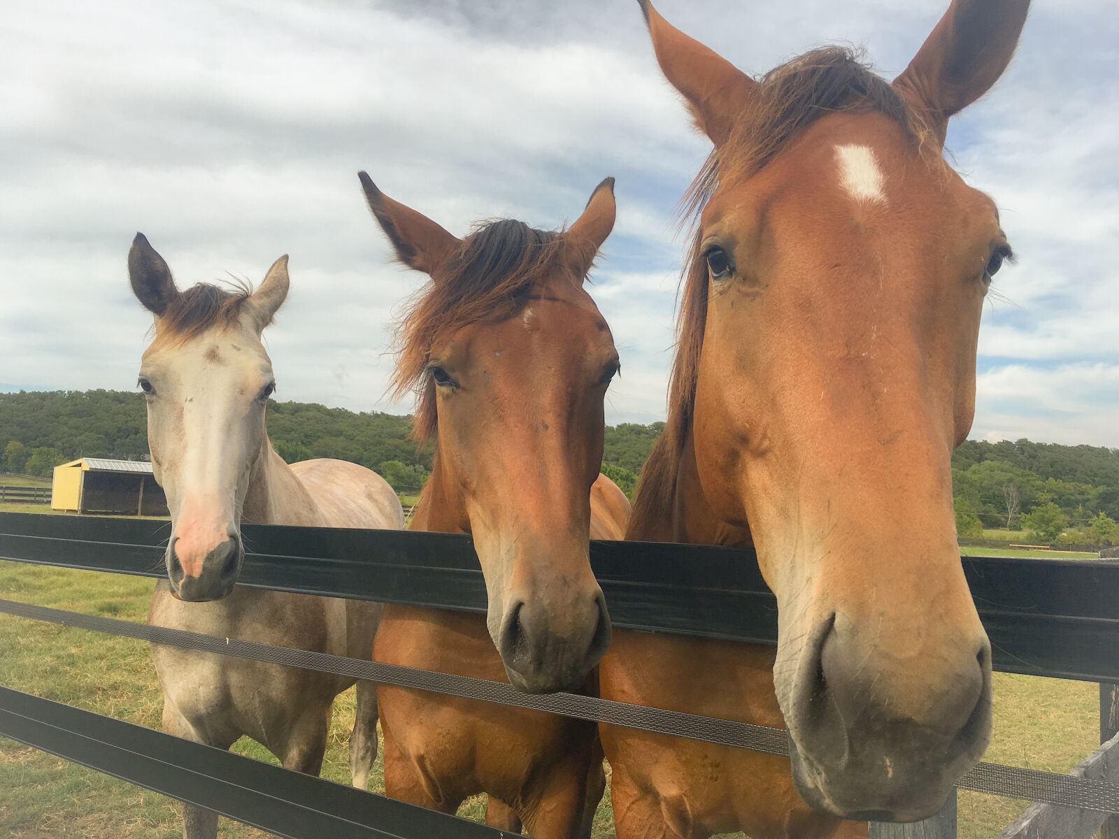 Apple iPhone 6s sample photo. Farm, horse, horse, head photography