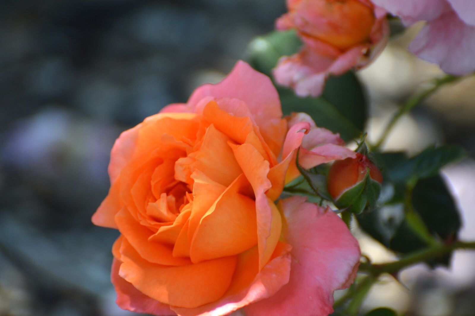 Nikon D3200 sample photo. Rose, orange, bush photography