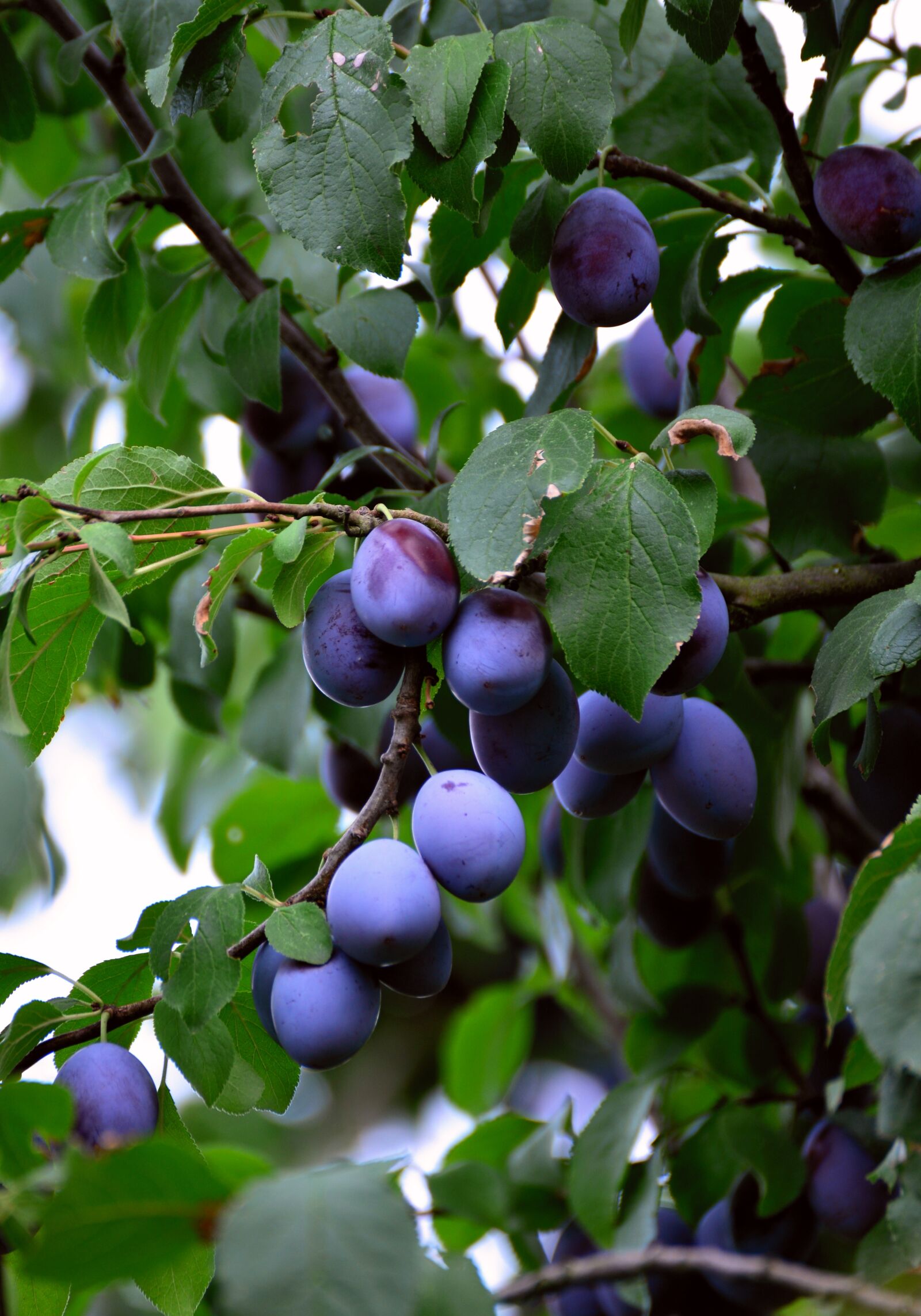 Nikon D610 sample photo. Plums, fruit, fruits photography