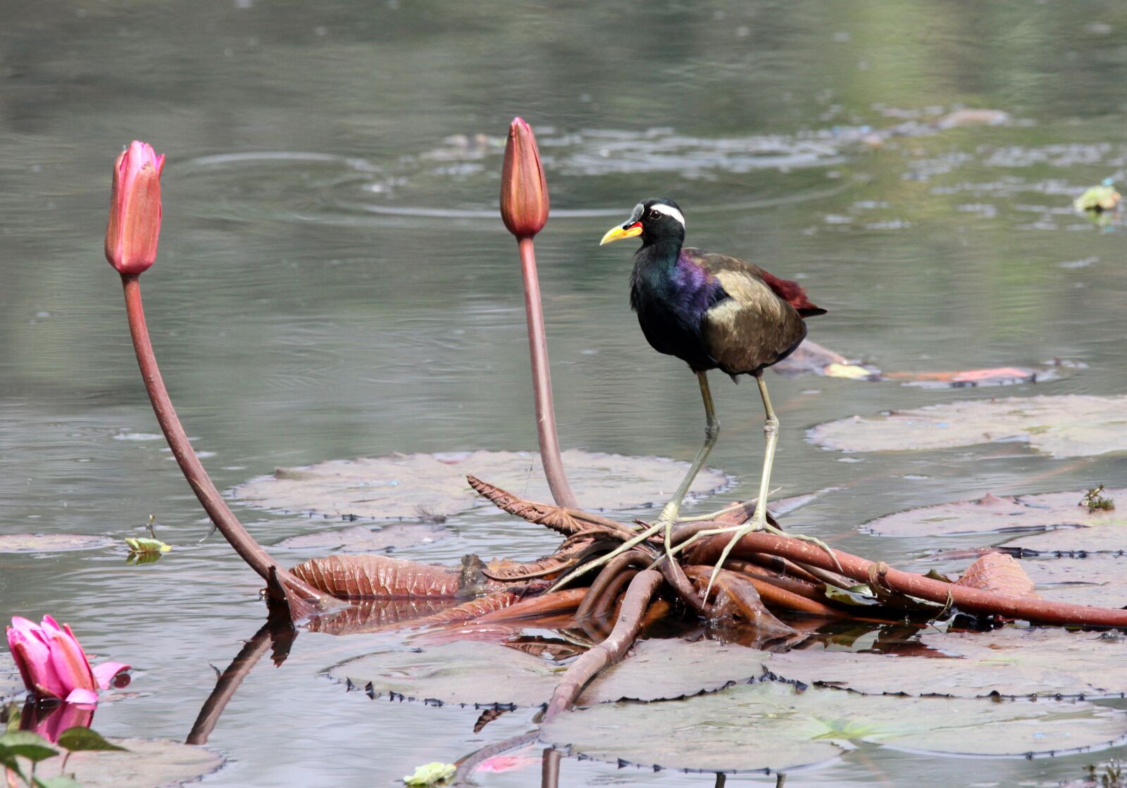 Canon EOS 5D Mark II sample photo. Bird, water, flower photography