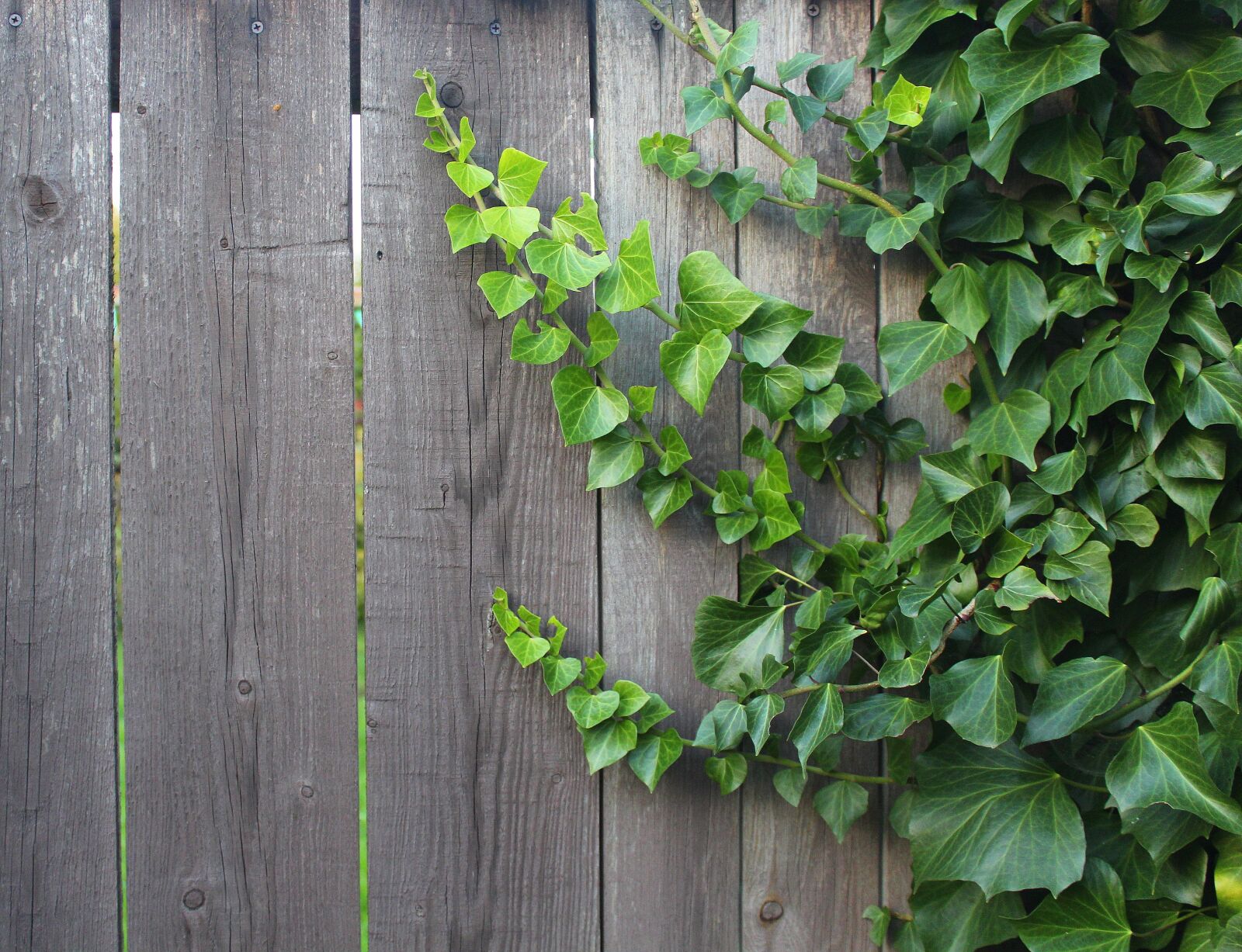 Canon EOS 1200D (EOS Rebel T5 / EOS Kiss X70 / EOS Hi) sample photo. Creeper, ivy, foliage photography