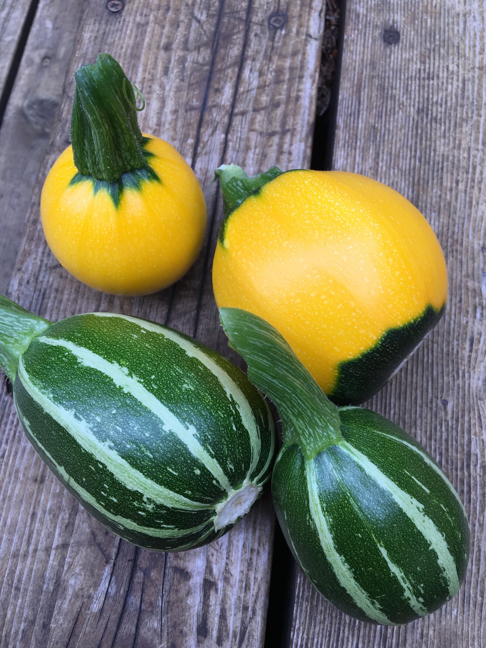 Apple iPhone 6s sample photo. Zucchini, piccolo summer squash photography