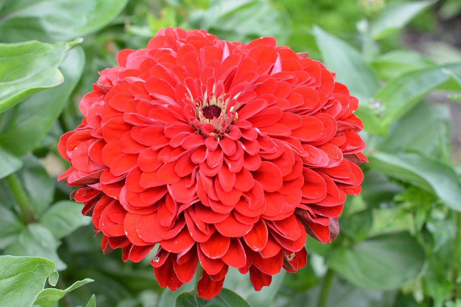 Nikon D5200 sample photo. Nature, garden, plant photography